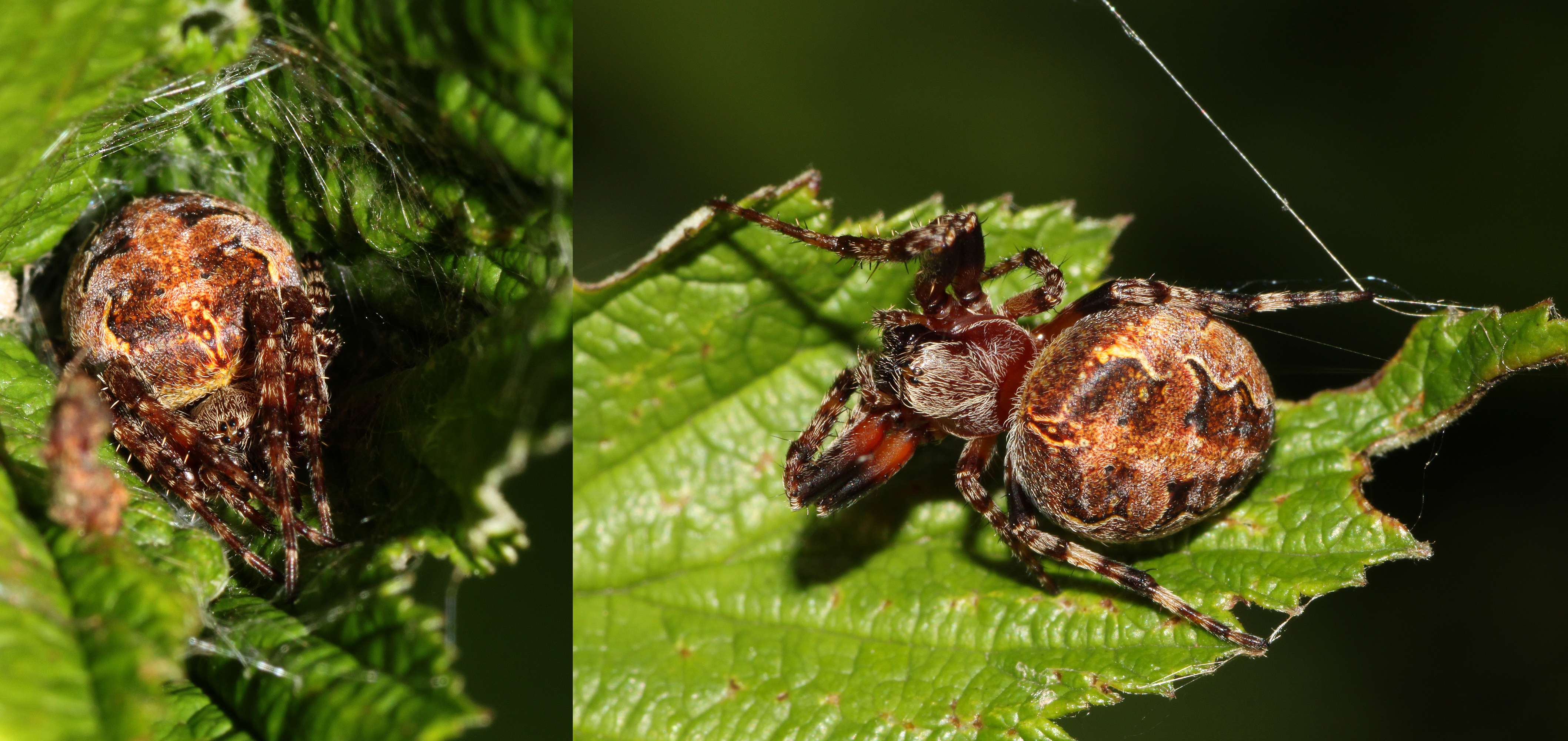 Larinioides-patagiatus