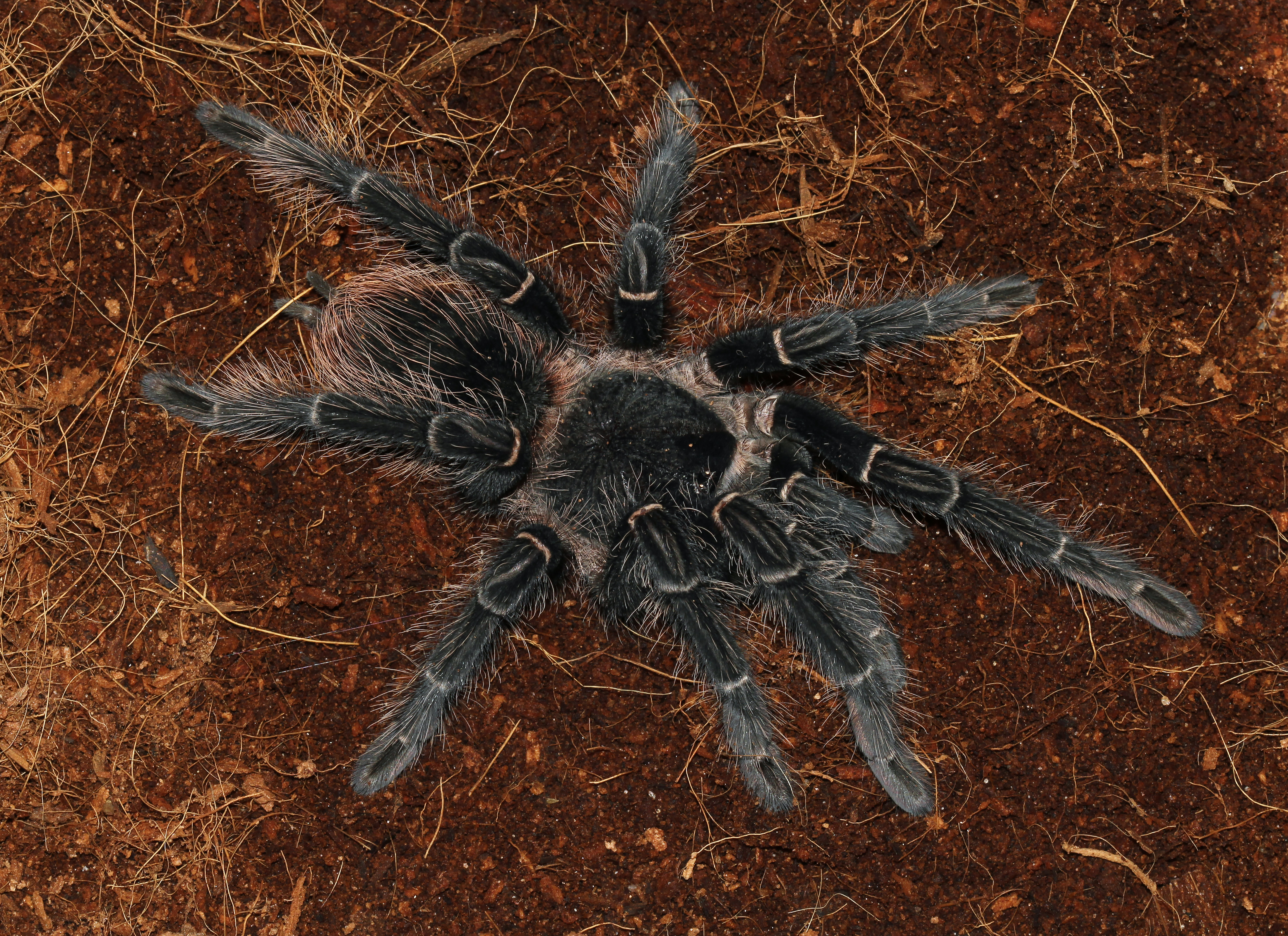 Lasiodora parahybana 2015 G1