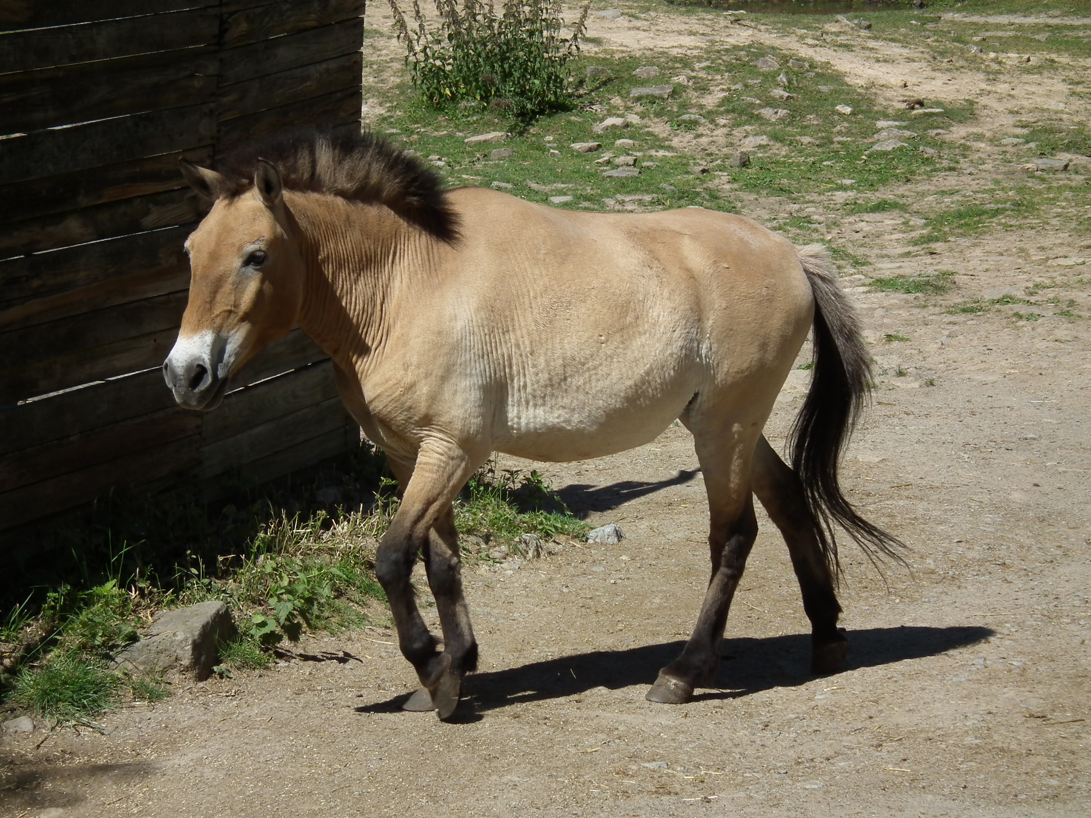 Laufendes Przewalski-Pferd Wildpark Pforzheim