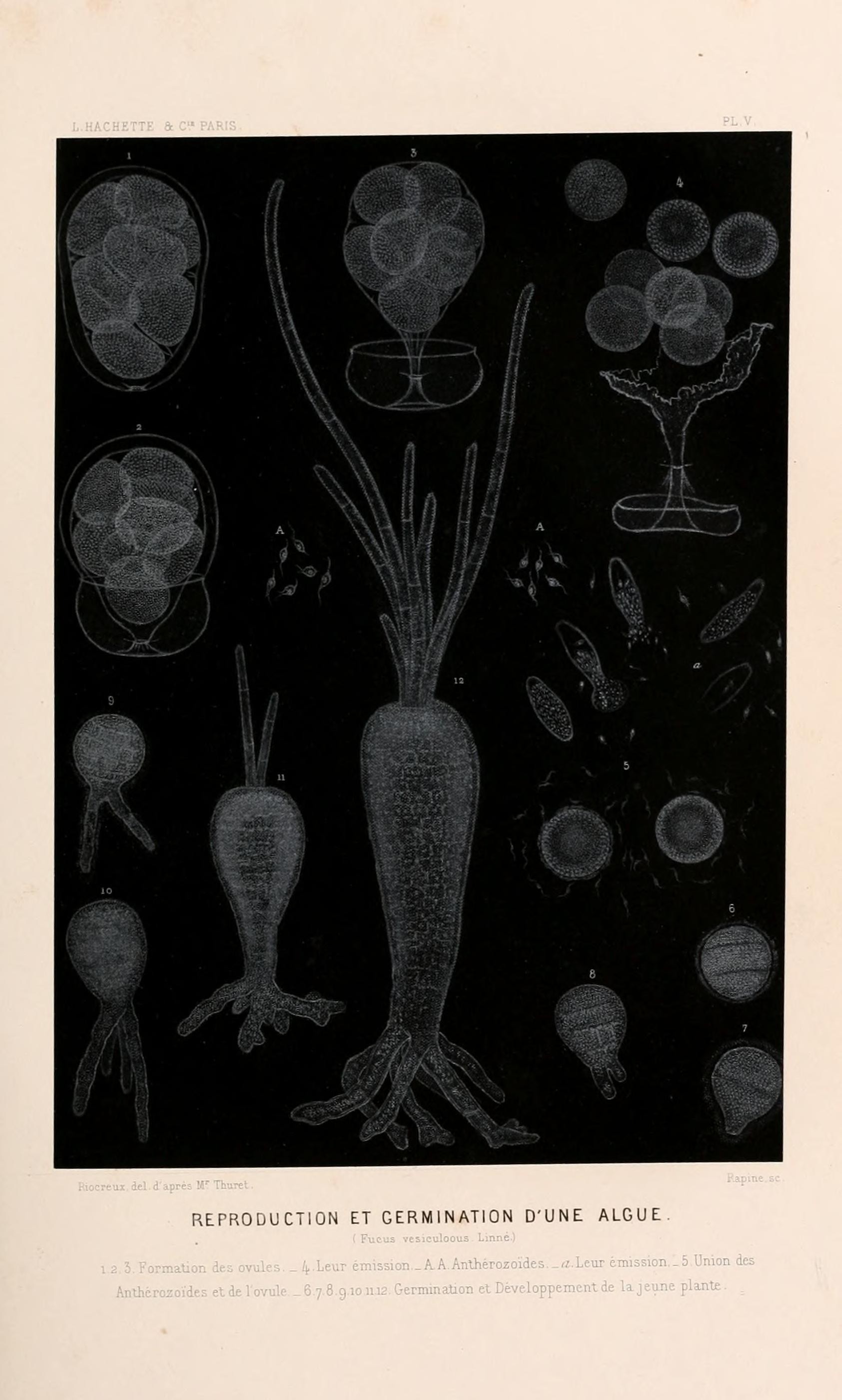 Le monde de la mer (Pl. V) (8203820798)