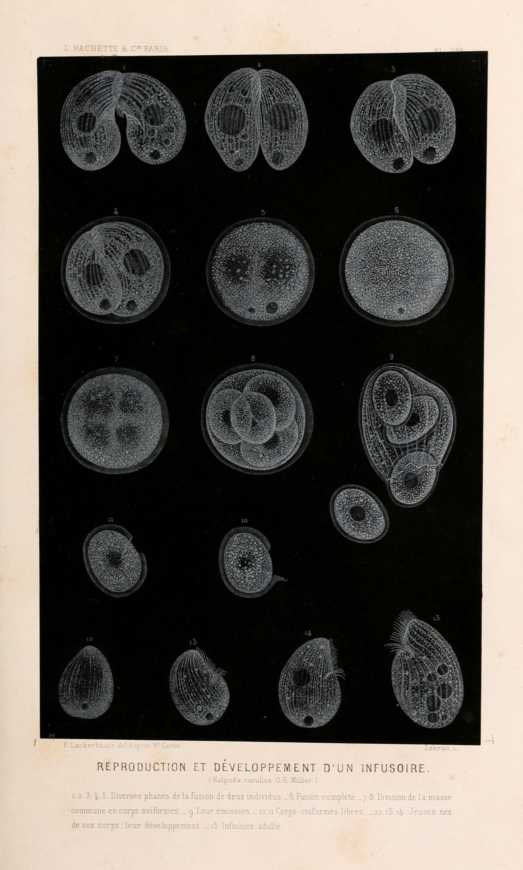 Le monde de la mer (Pl. V bis.) (8202731913)