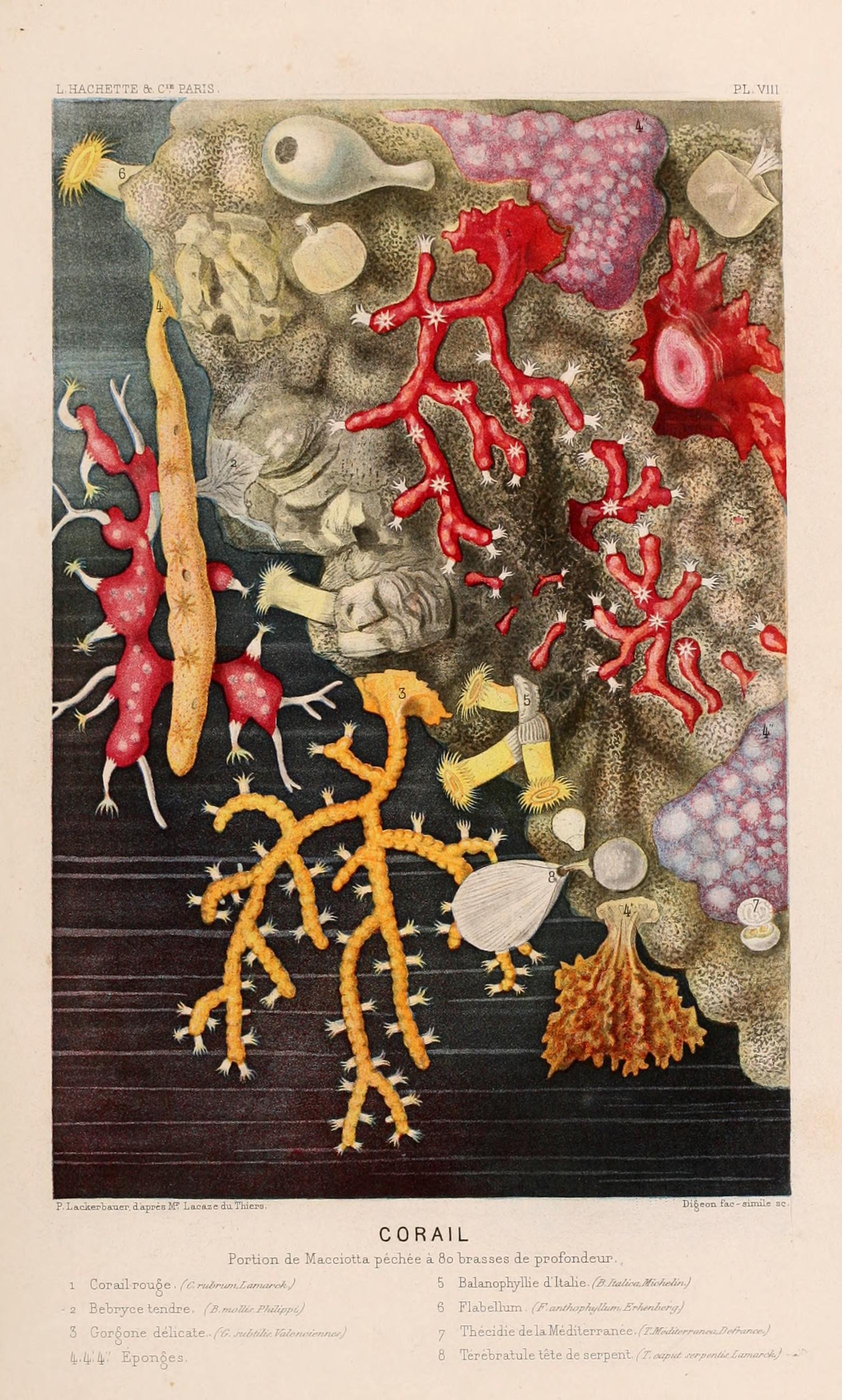 Le monde de la mer (Pl. VIII) (8202733667)