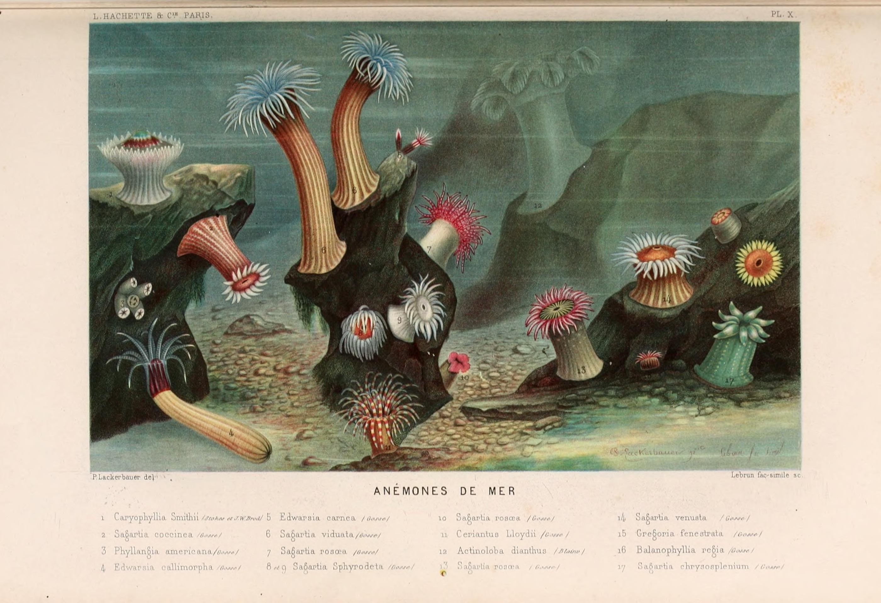 Le monde de la mer (Pl. X) (8202734535)