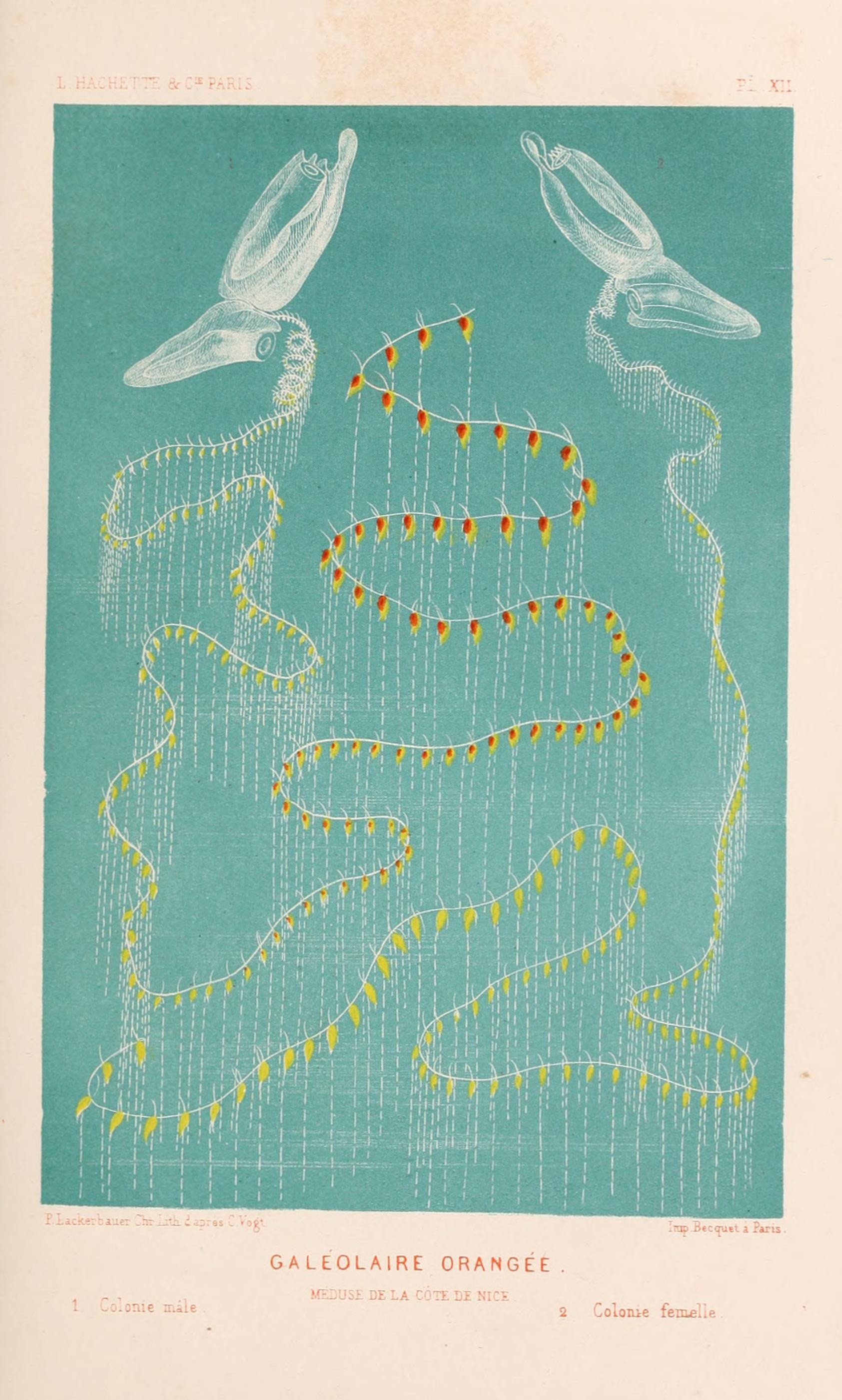 Le monde de la mer (Pl. XII) (8202735353)