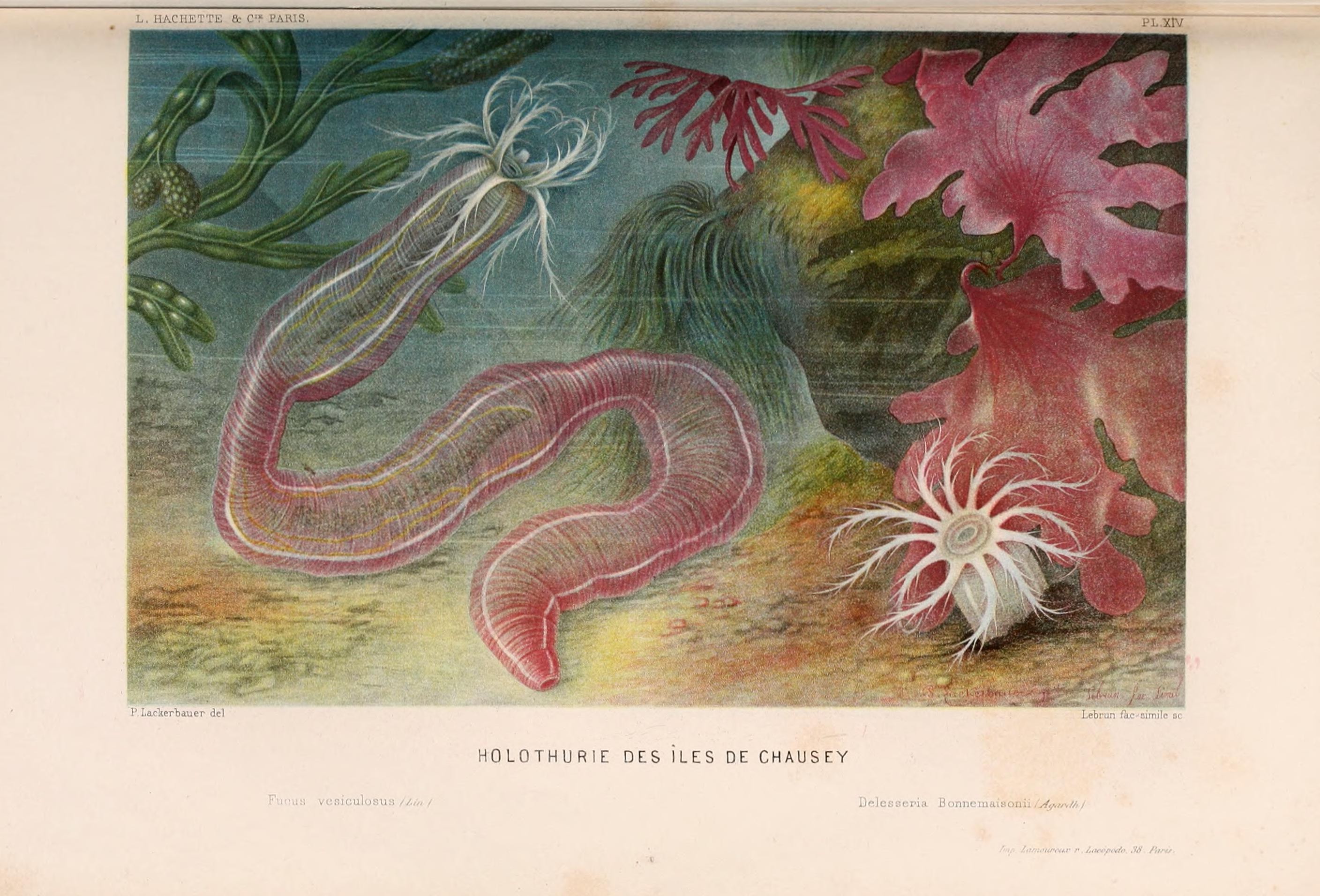 Le monde de la mer (Pl. XIV) (8202735867)