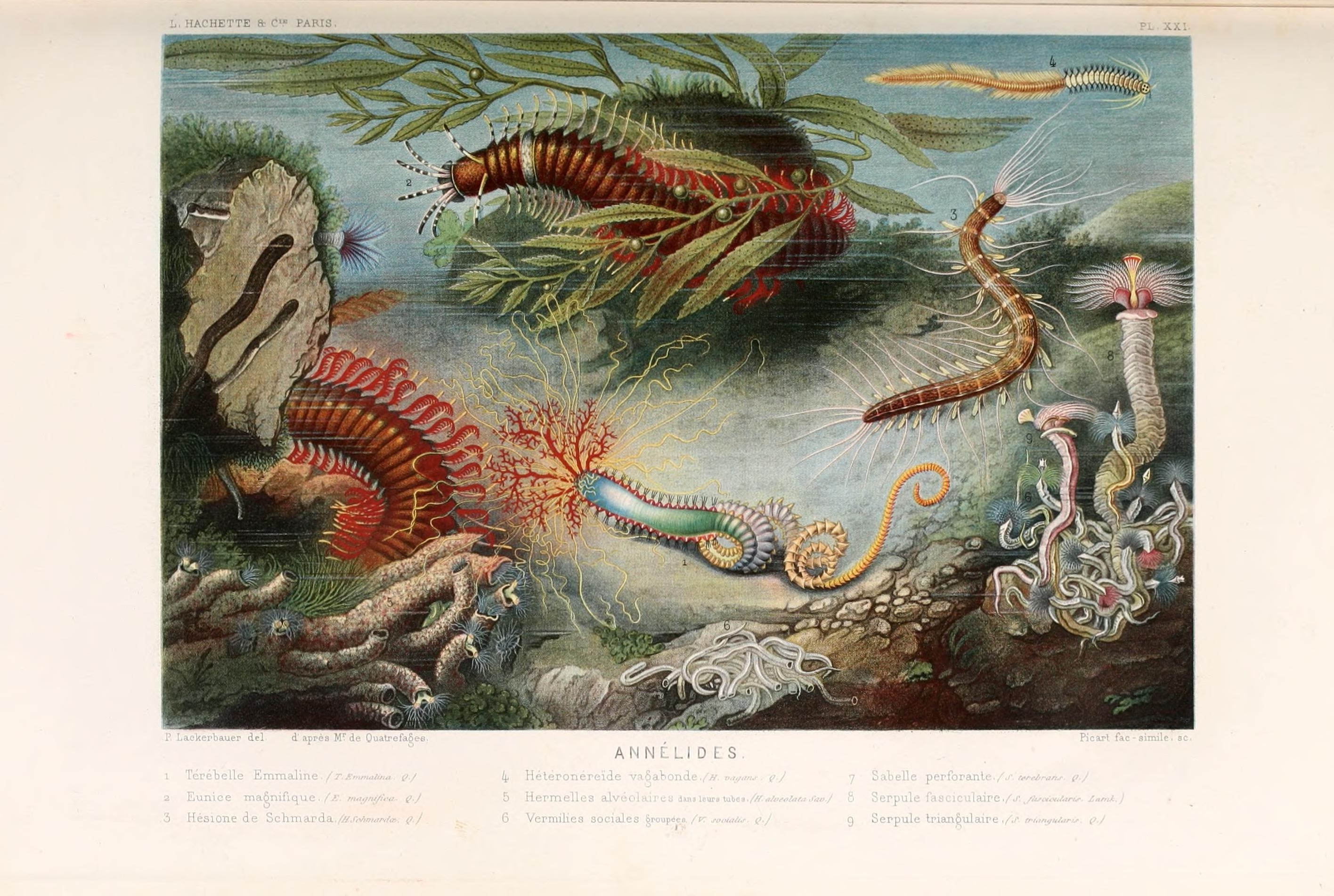 Le monde de la mer (Pl. XXI) (8202740155)