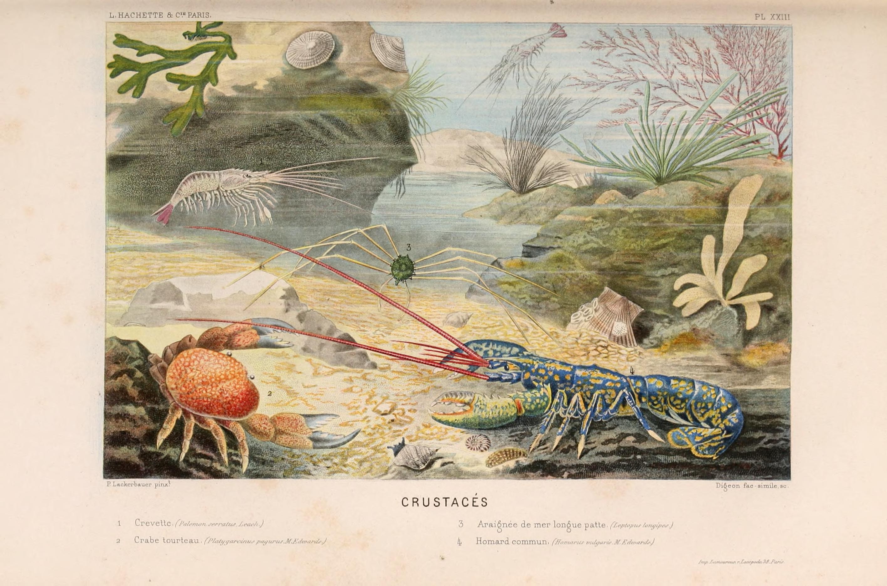 Le monde de la mer (Pl. XXIII) (8202741657)