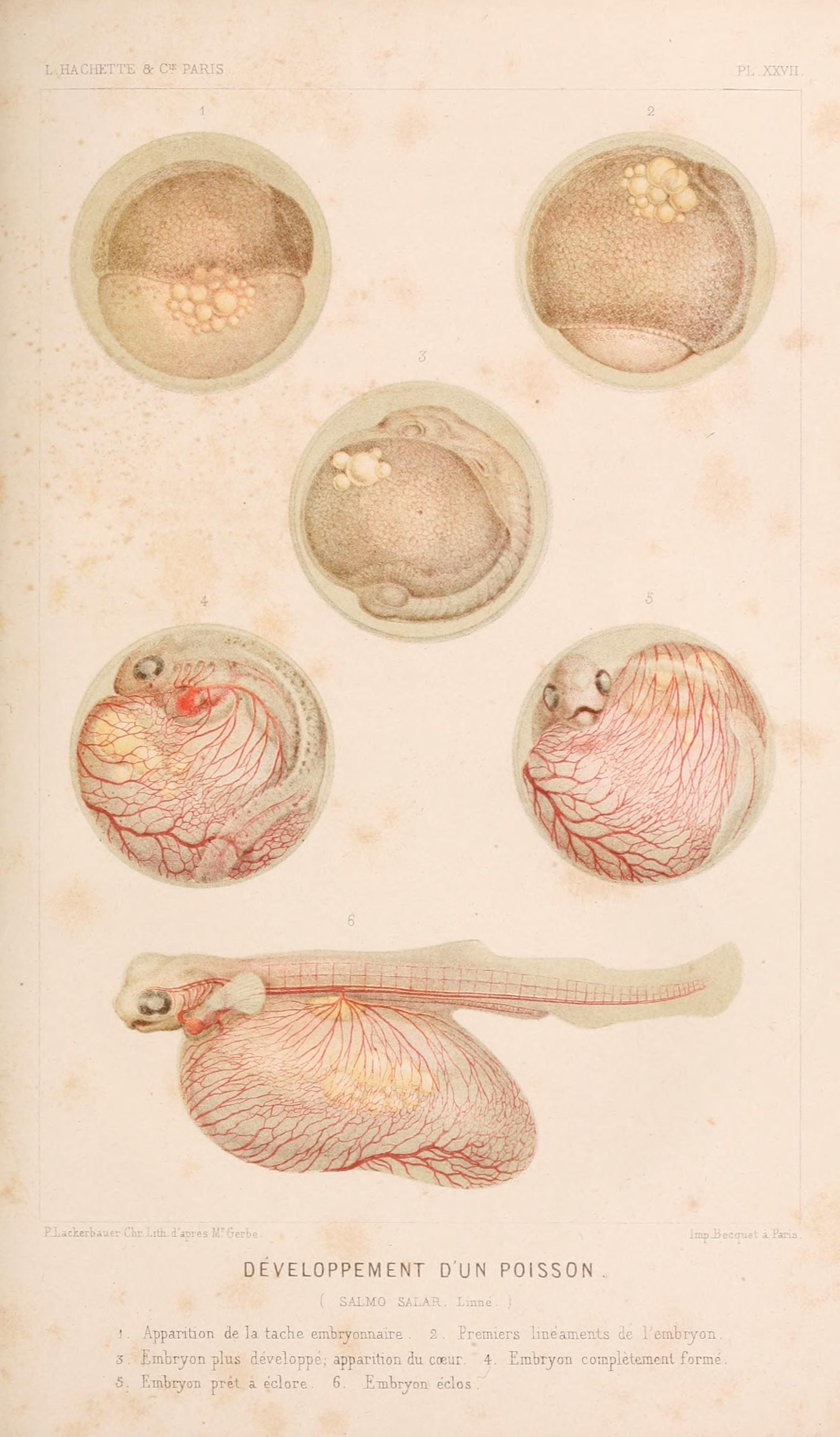 Le monde de la mer (Pl. XXVII) (8202744033)