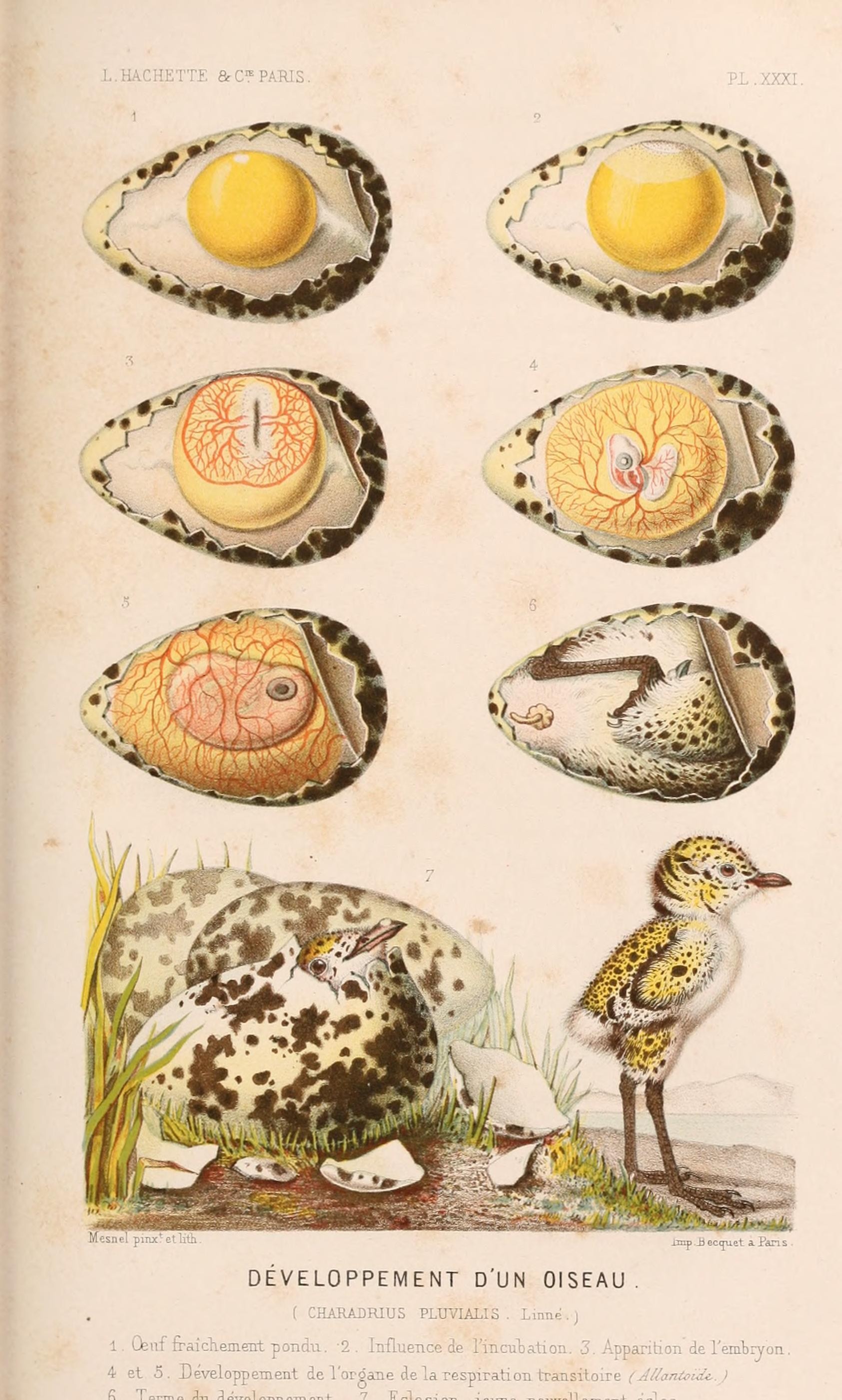 Le monde de la mer (Pl. XXXI) (8202746345)