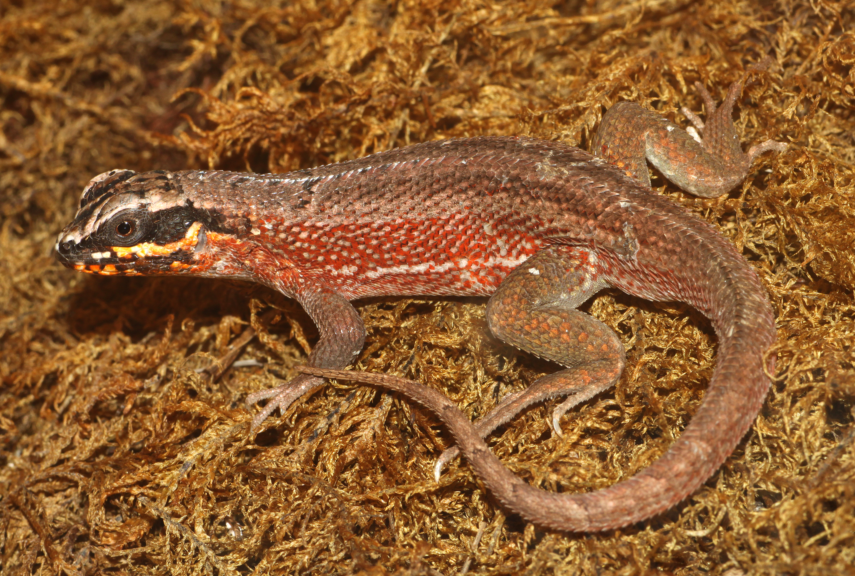 Leiocephalus-personatus-maskenleguan