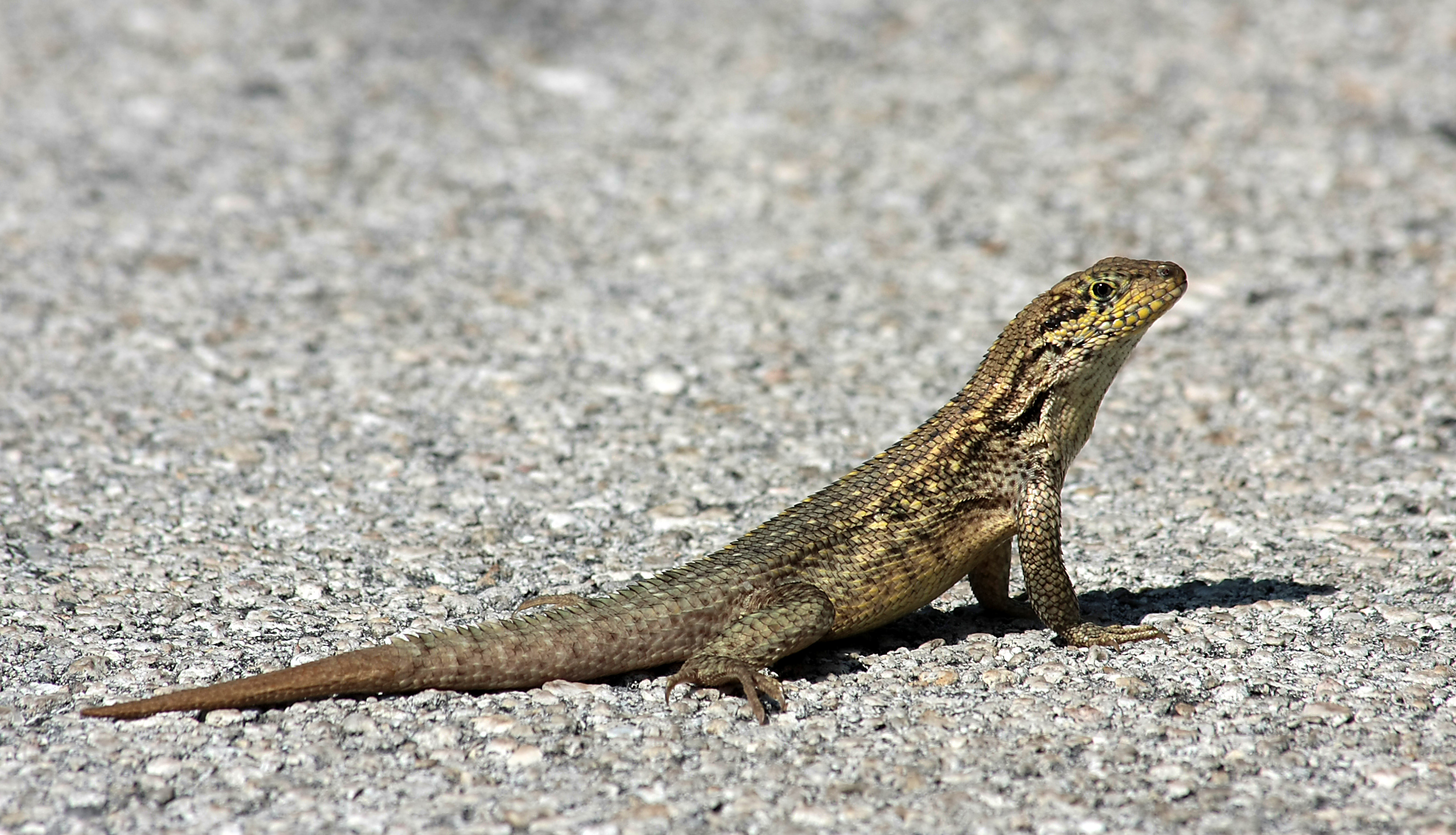 Leiocephalus carinatus armouri