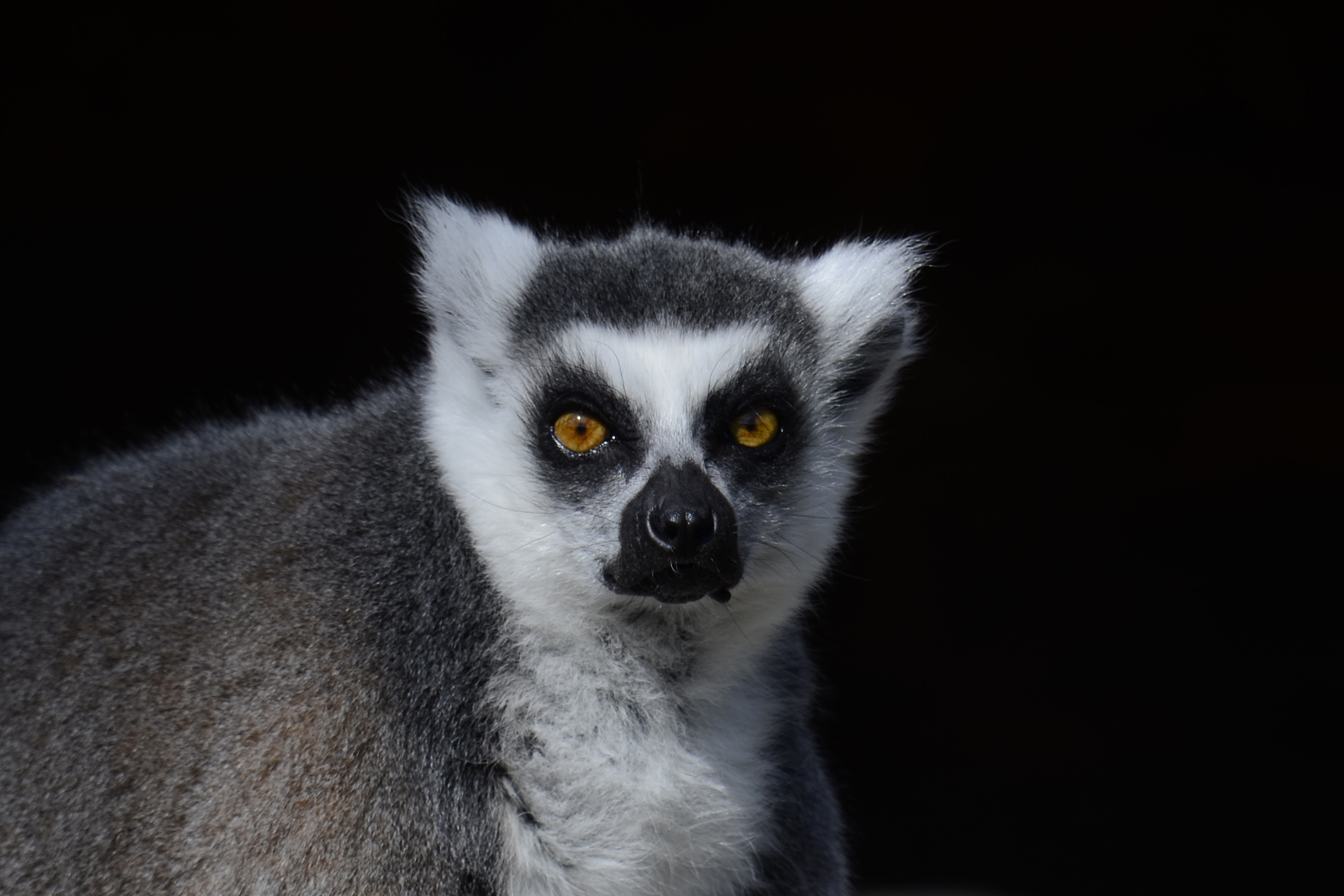 Lemur catta (7211156716)