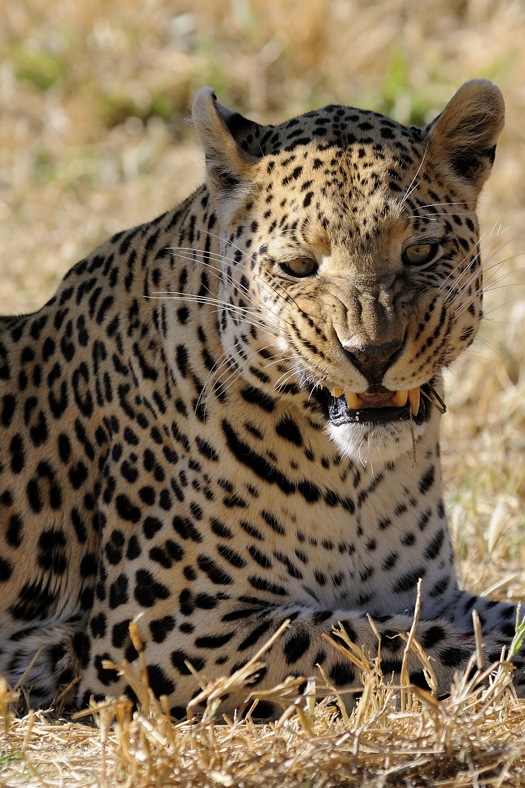 Leopard-001