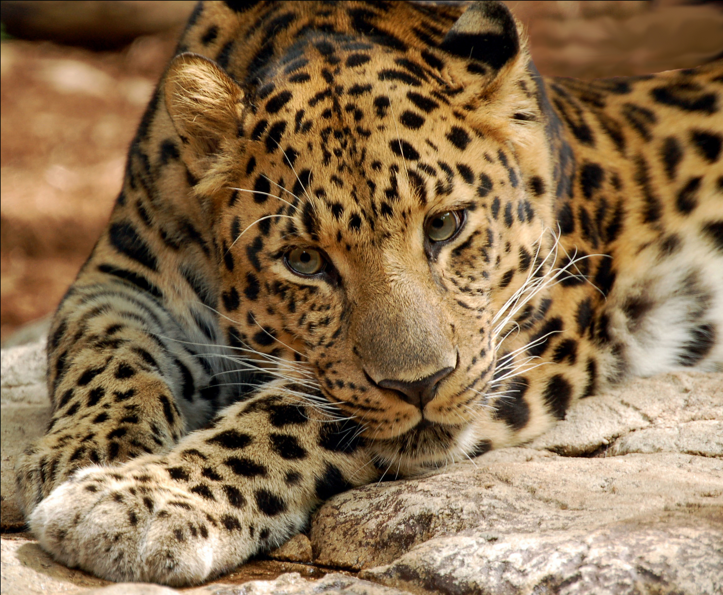 Leopard-digitalART