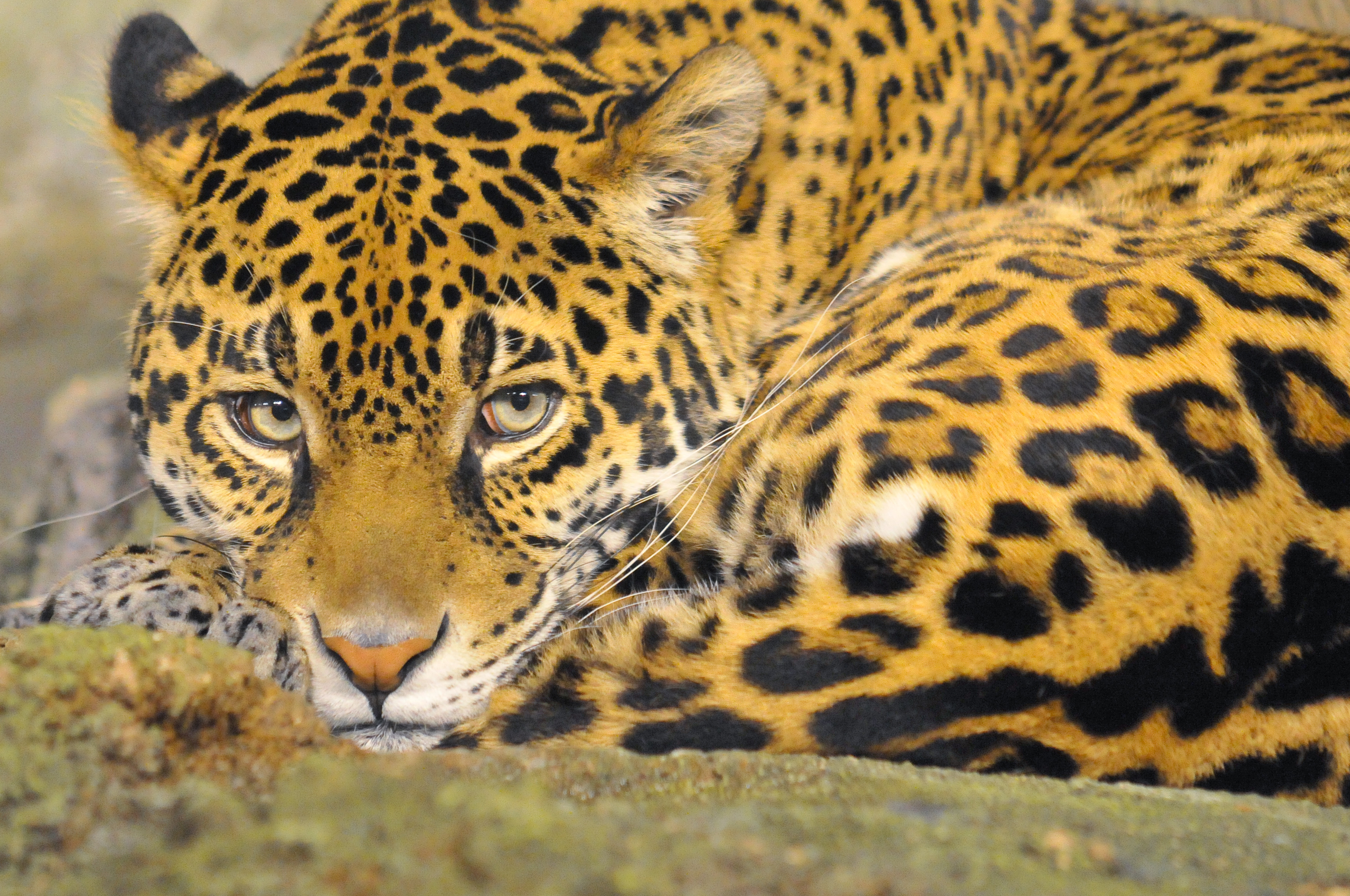 Leopard in a zoo, Milwaukee, Wisconsin