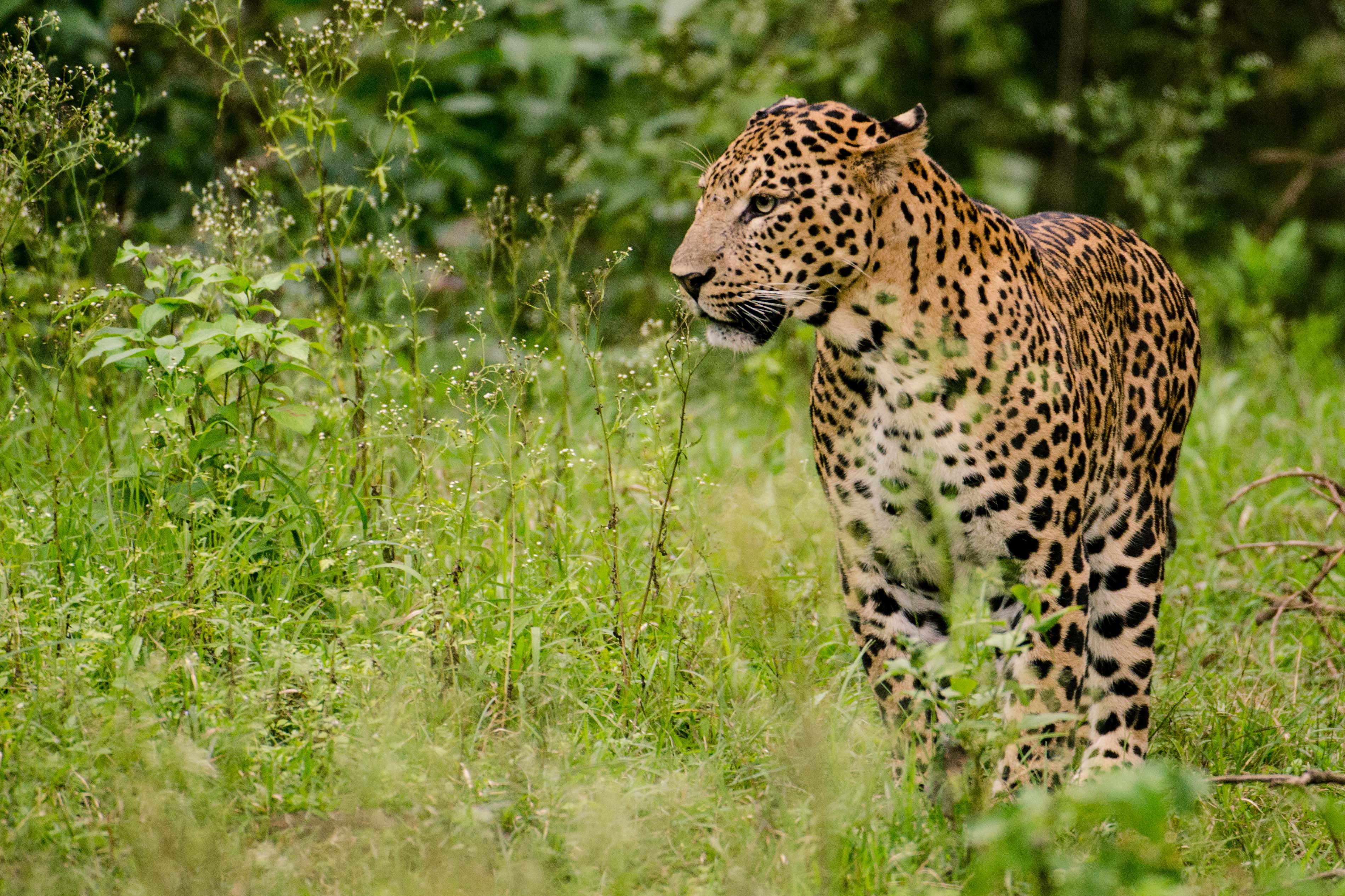 Leopard Male Nagarhole