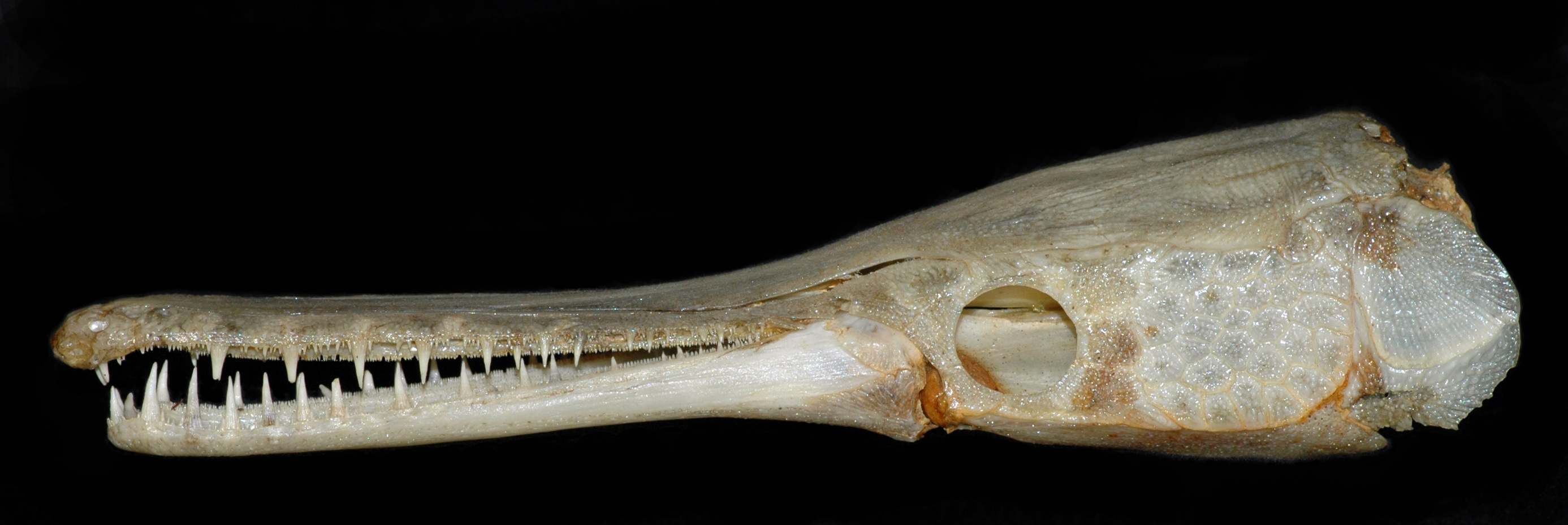 Lepisosteus platyrhincus cranium