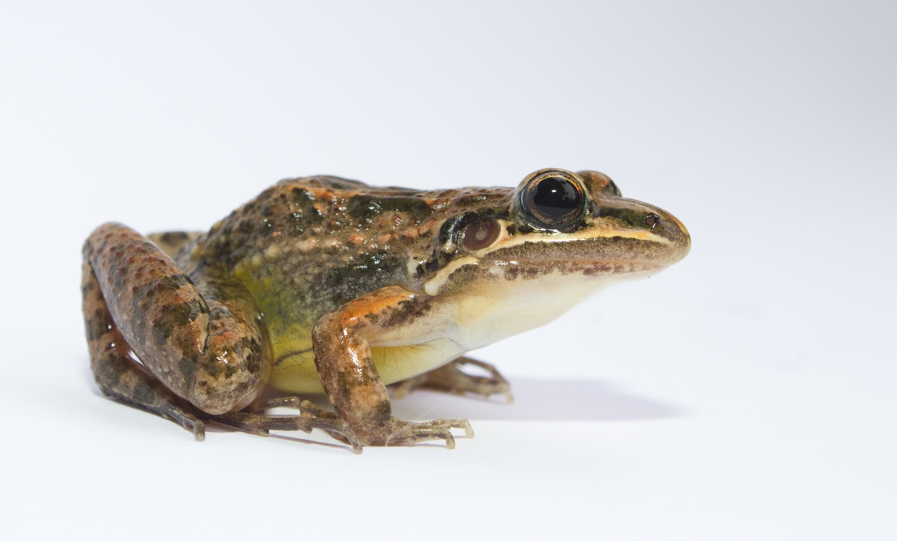 Leptodactylus fragilis (Brocchi, 1877)