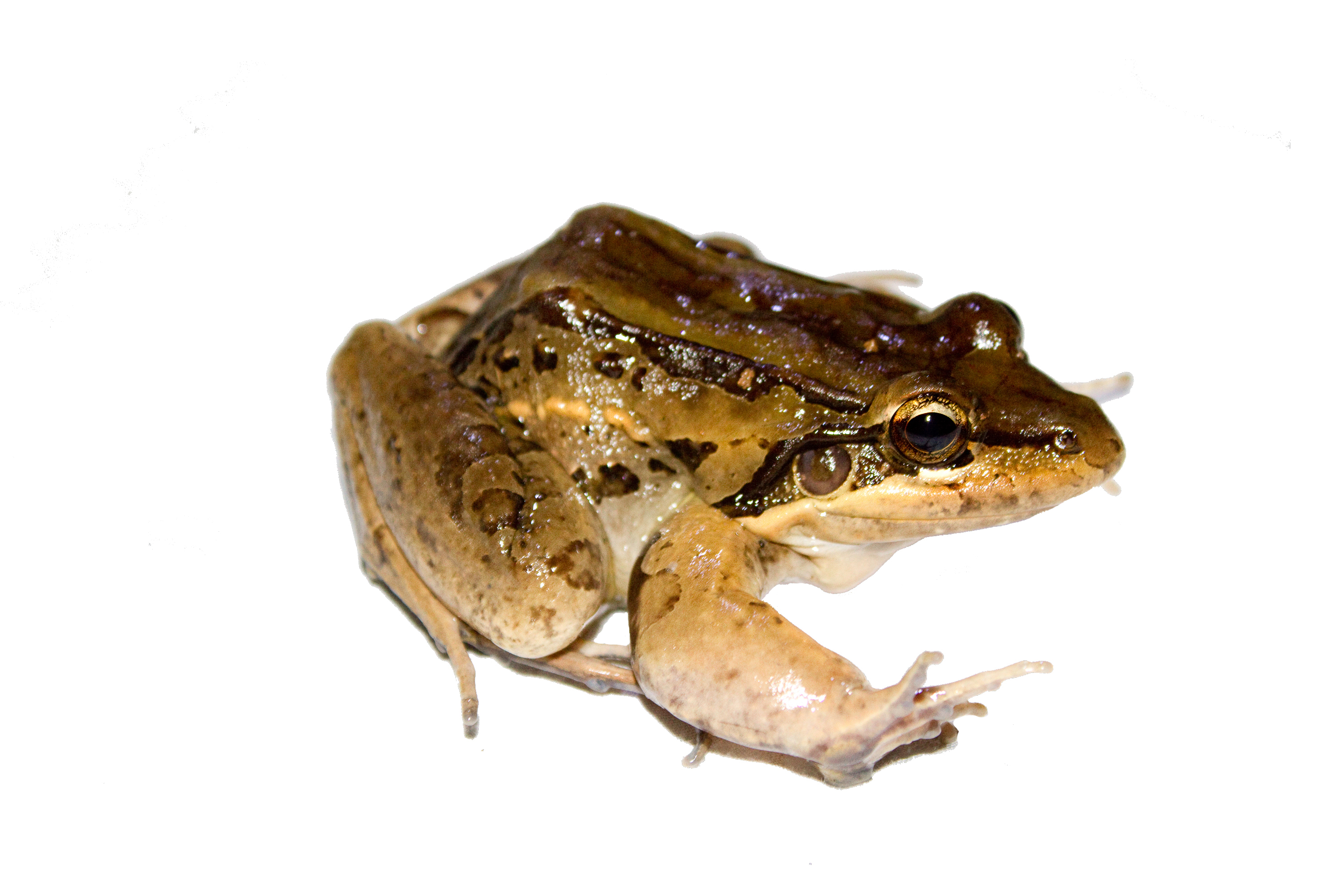 Leptodactylus insularum Barbour 1906