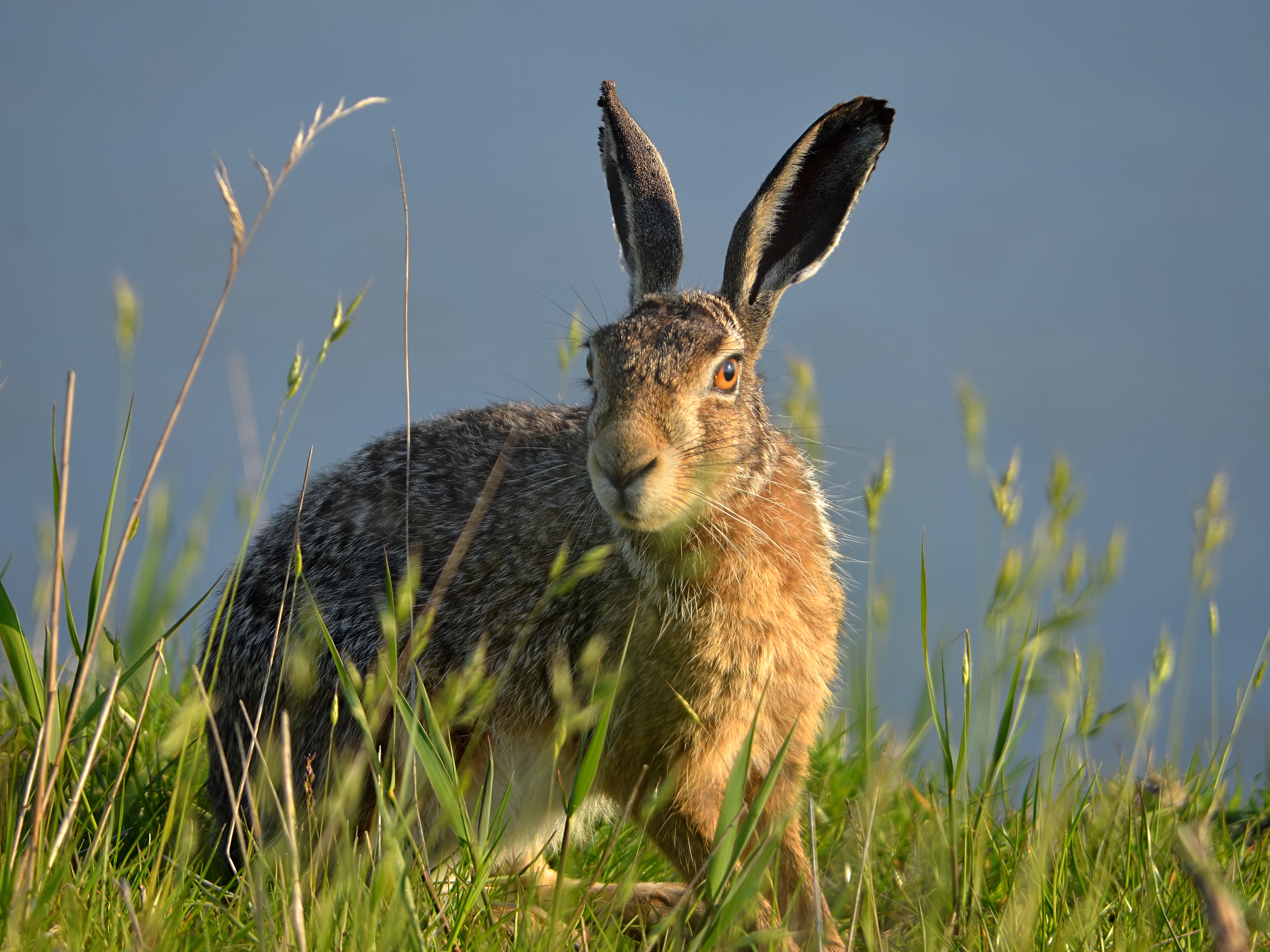 Lepus europaeus (Uitkerke)