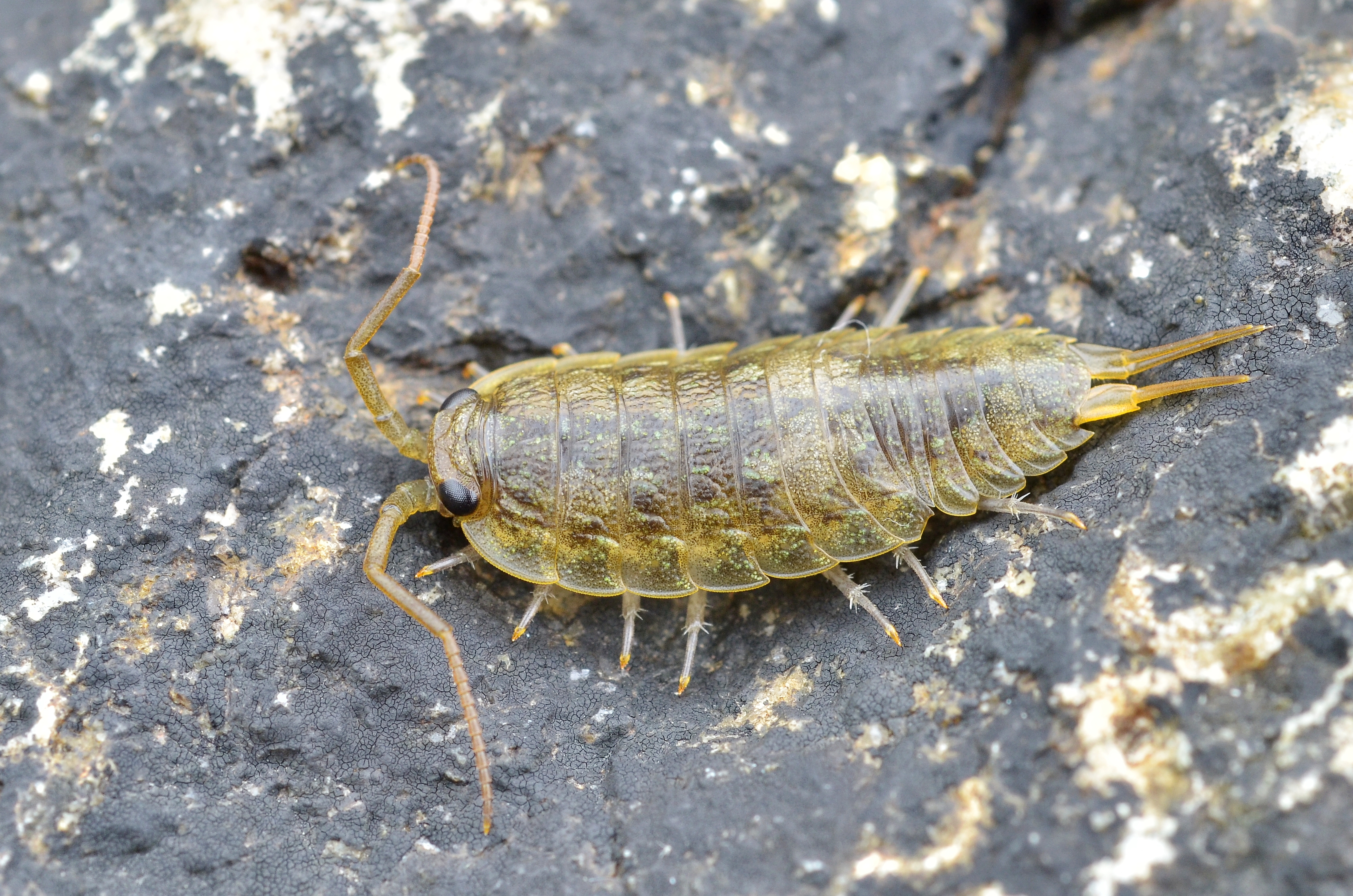Ligia oceanica