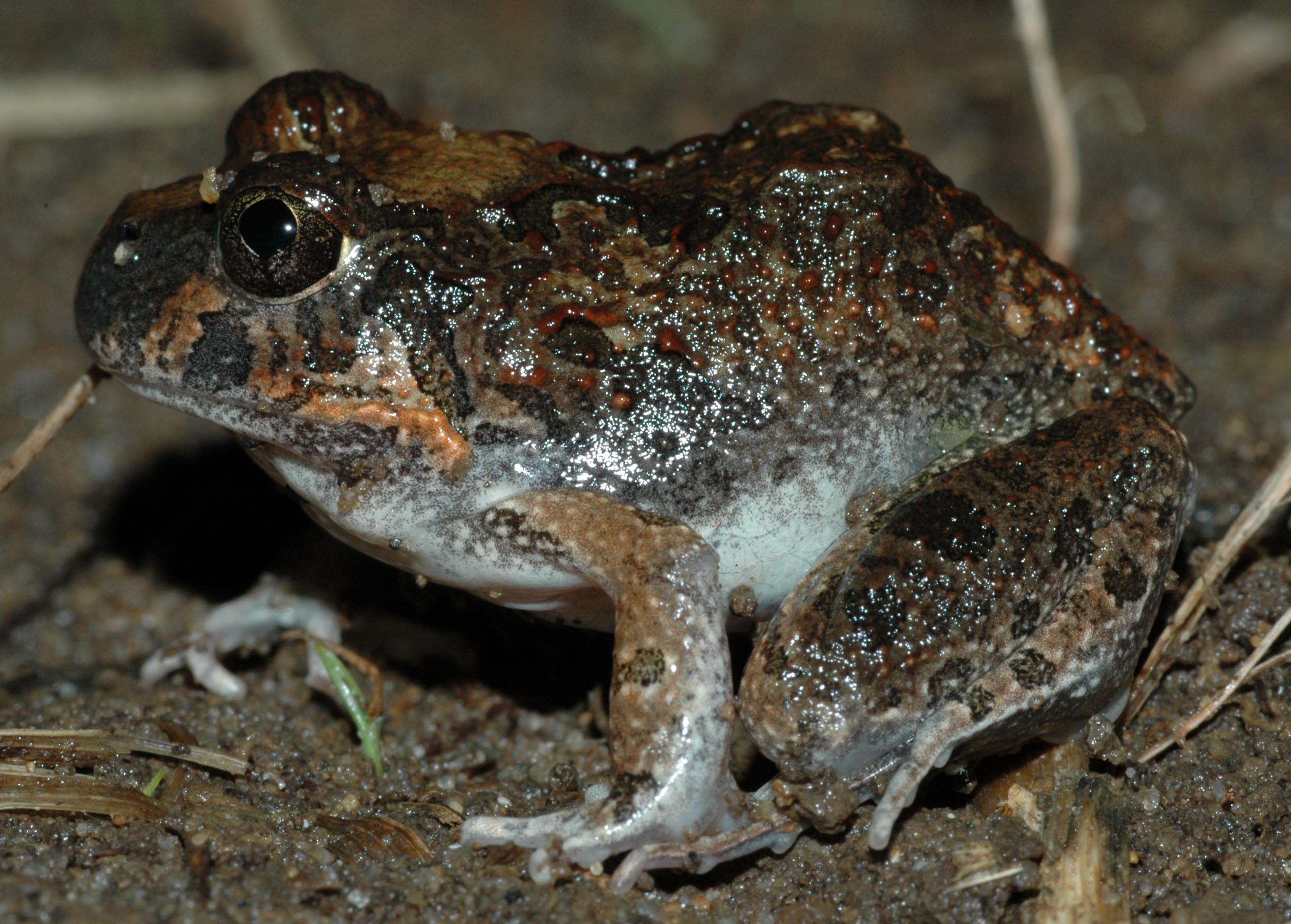 Limnodynastes ornatus