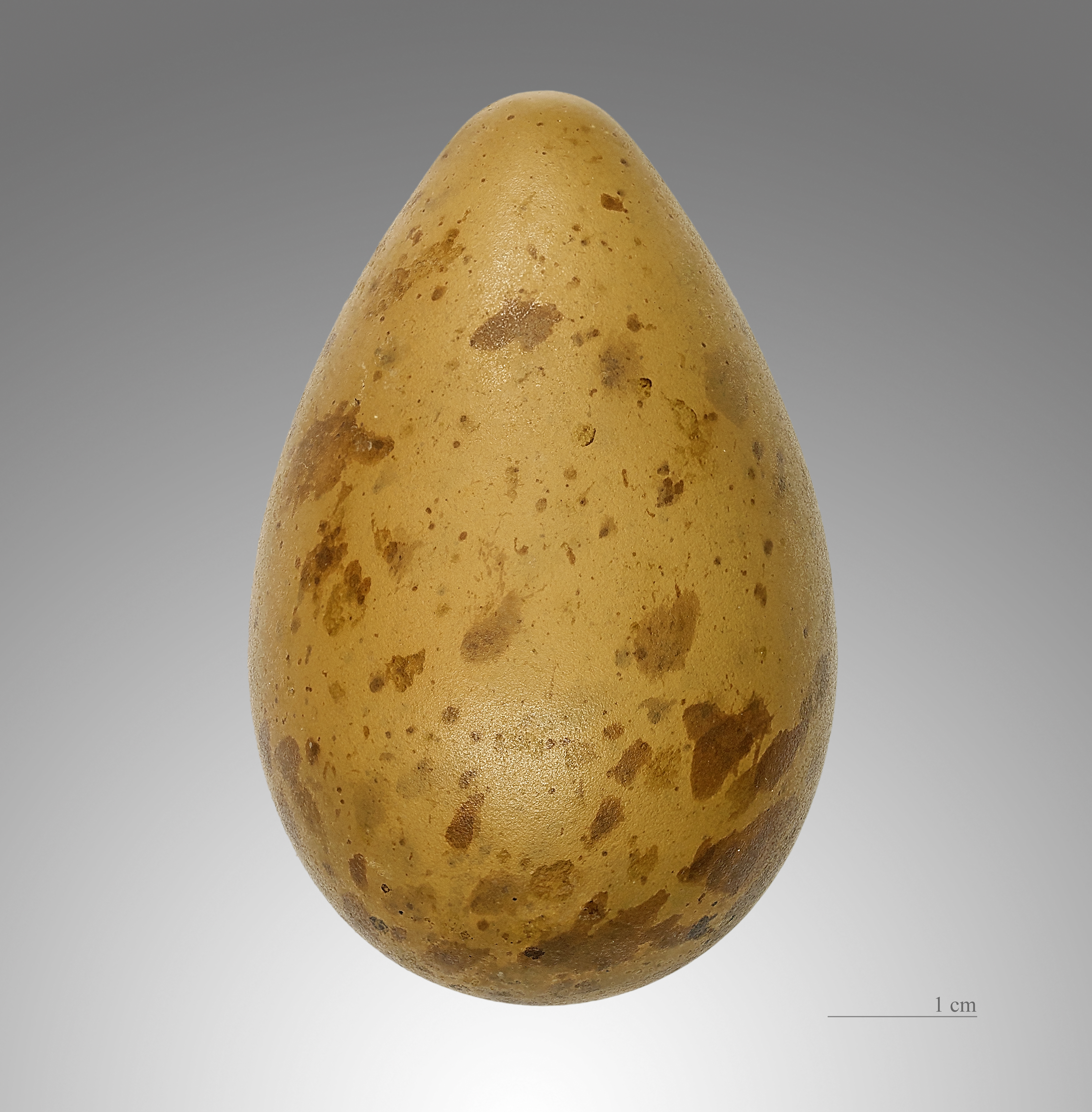 Limosa lapponica MHNT