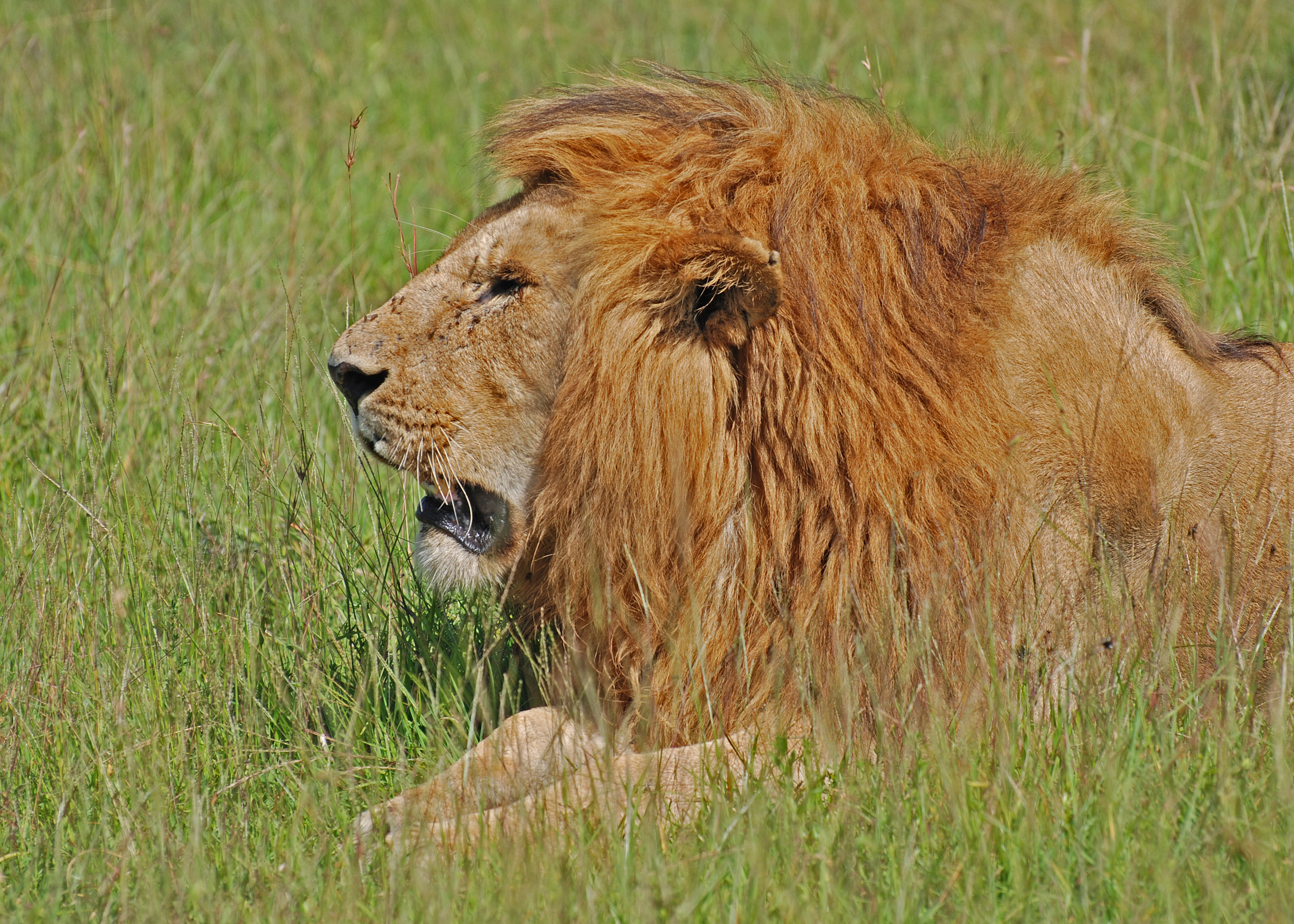 Lion, Masai Mara, Kenya