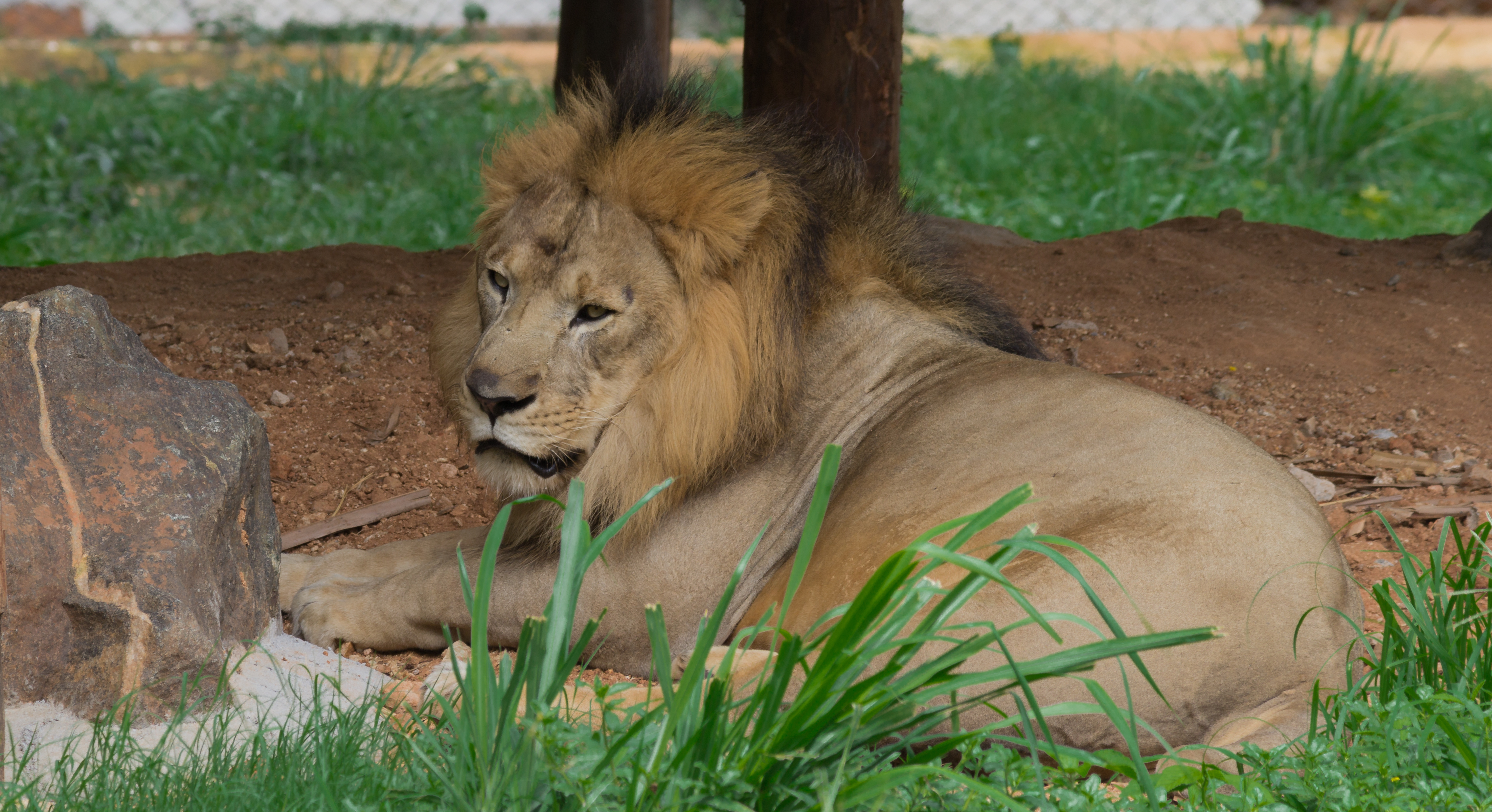 Lion in Mysore zoo 02