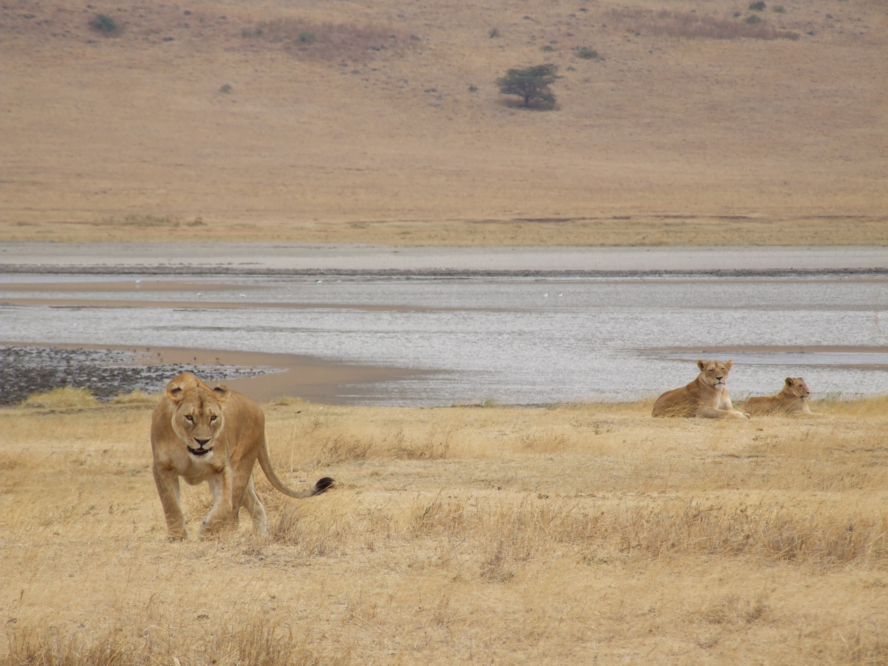 Lion Ngorongoro 12