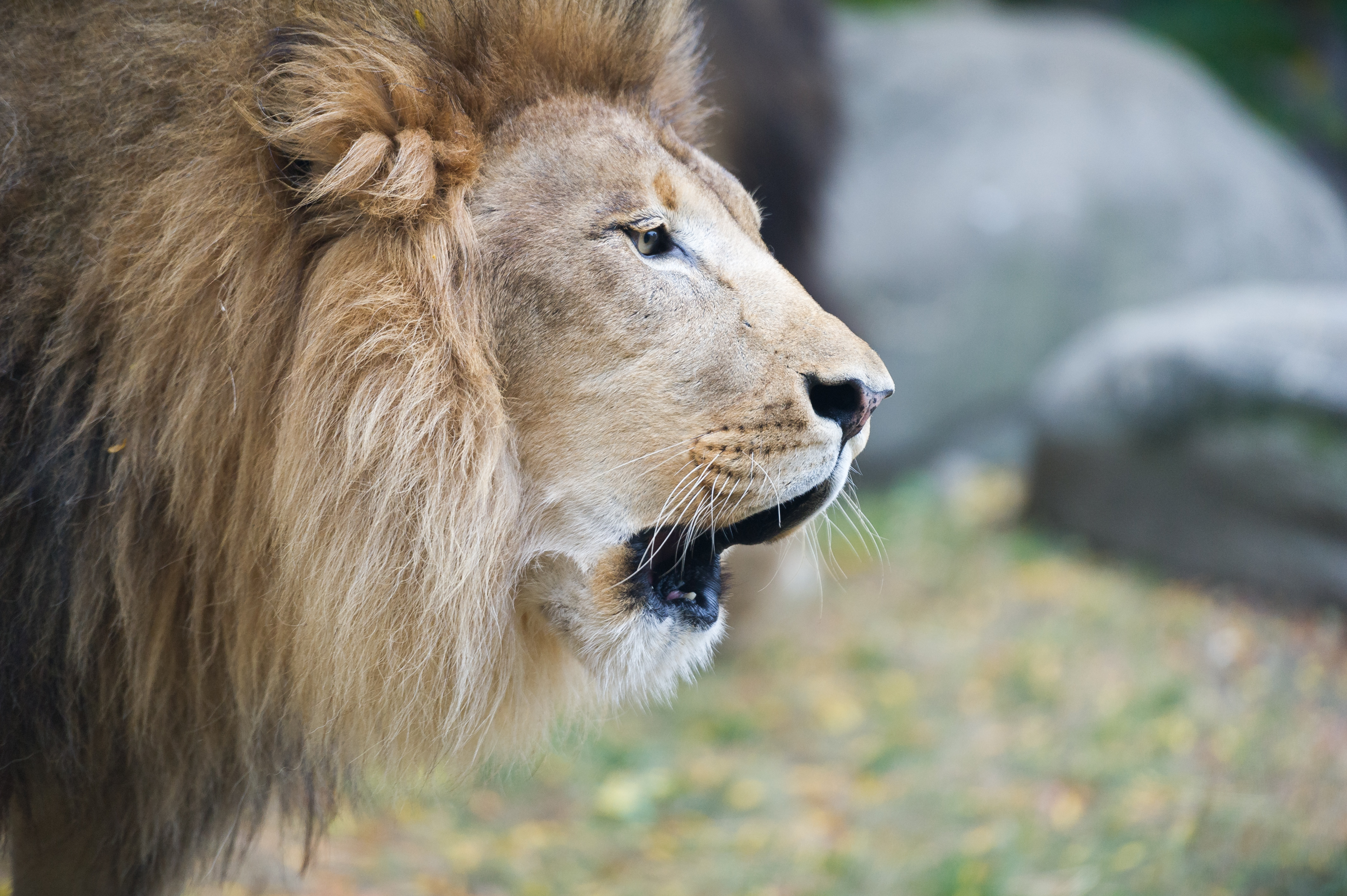 Lion Roaring - Closeup Profile (21277381388)
