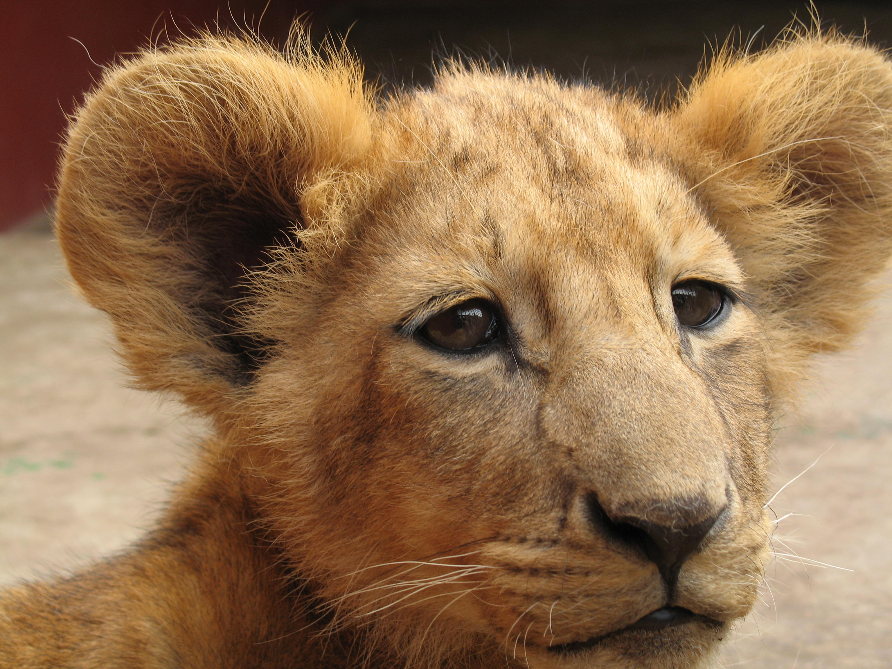 Lion zoo Addis Ababa 3