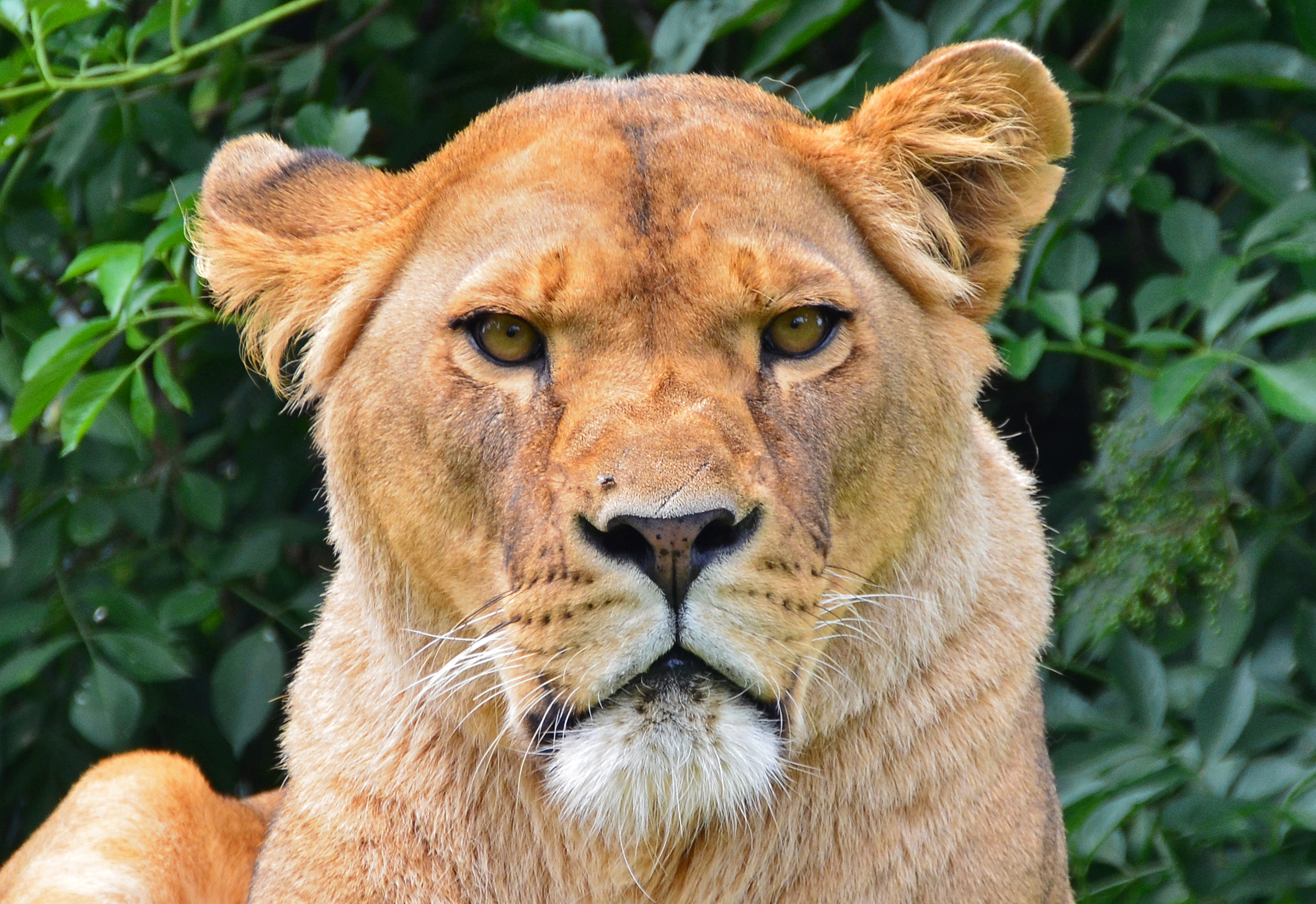 Lionne, Abrets