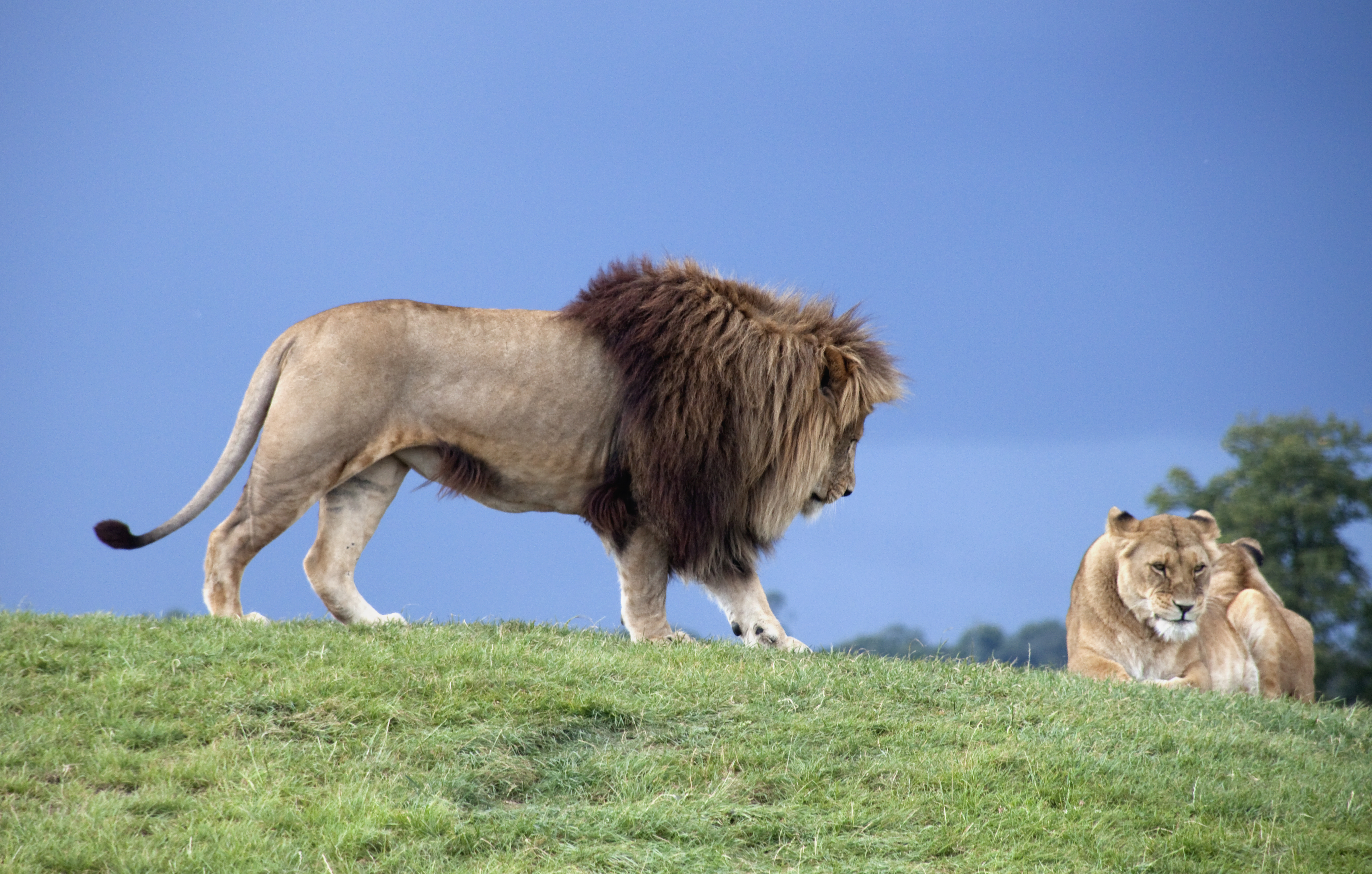 Lions 4 (3865829450)