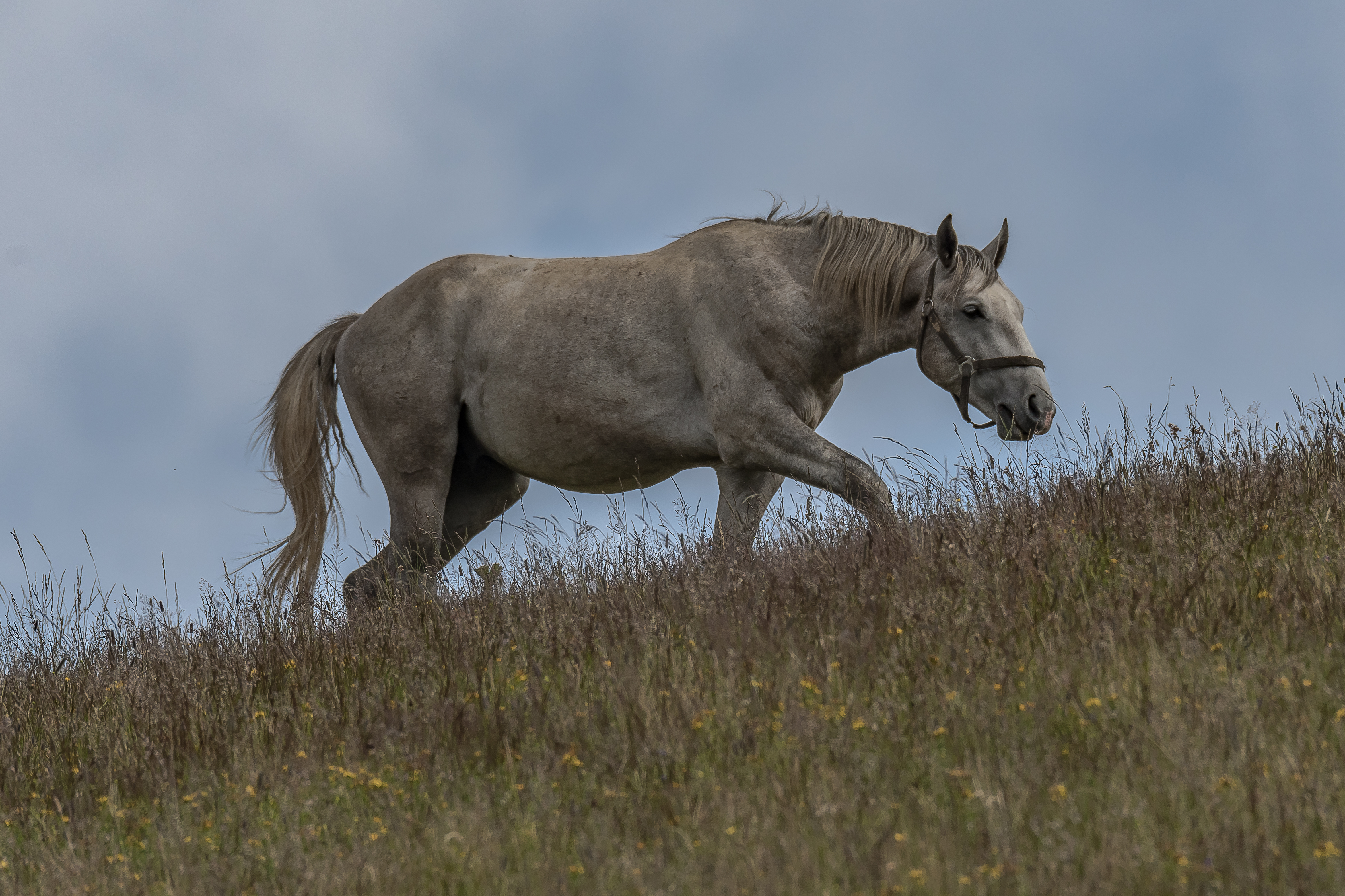 Lipizzanerweide Brandkogel-2798