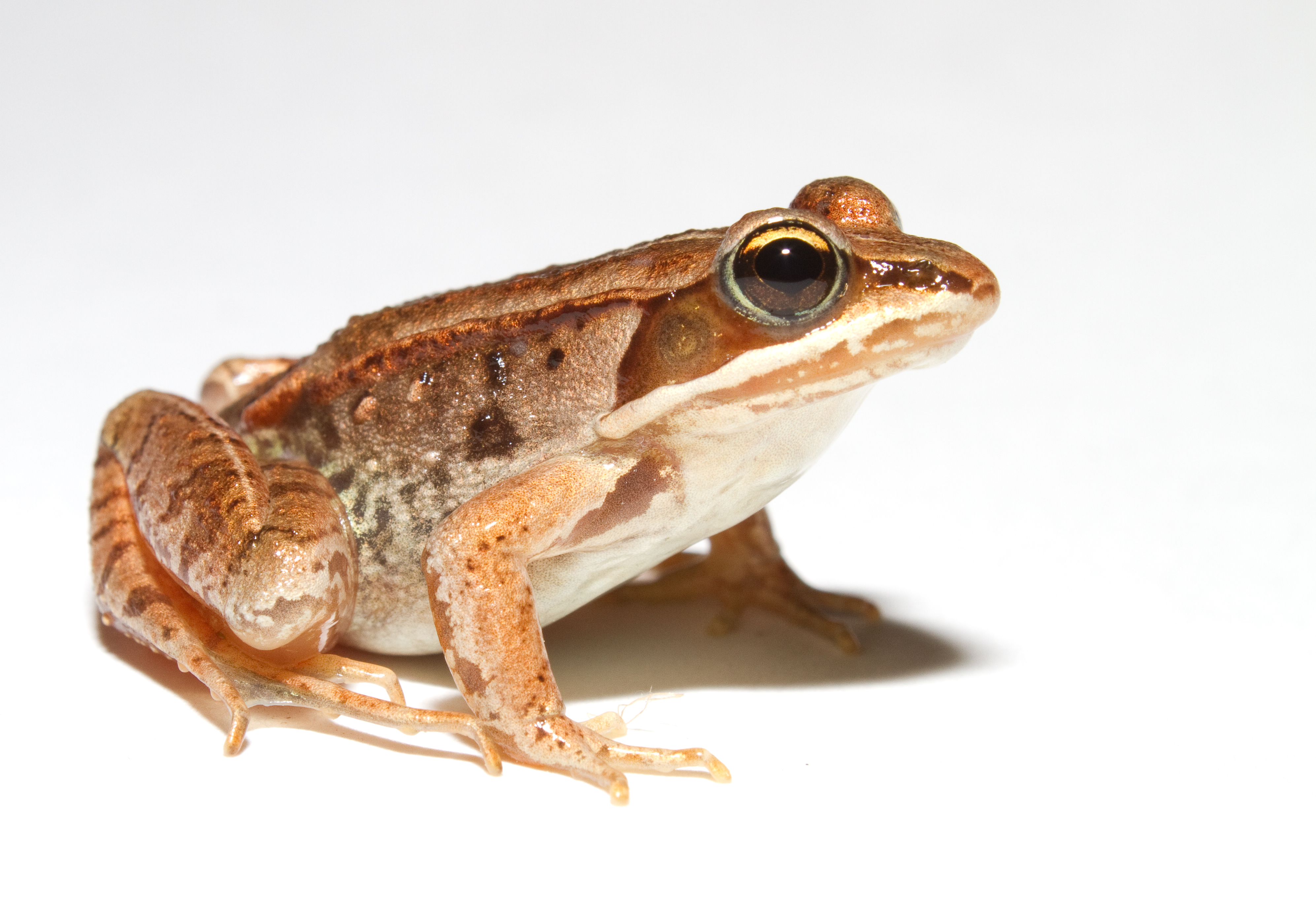 Lithobates sylvaticus (Woodfrog)