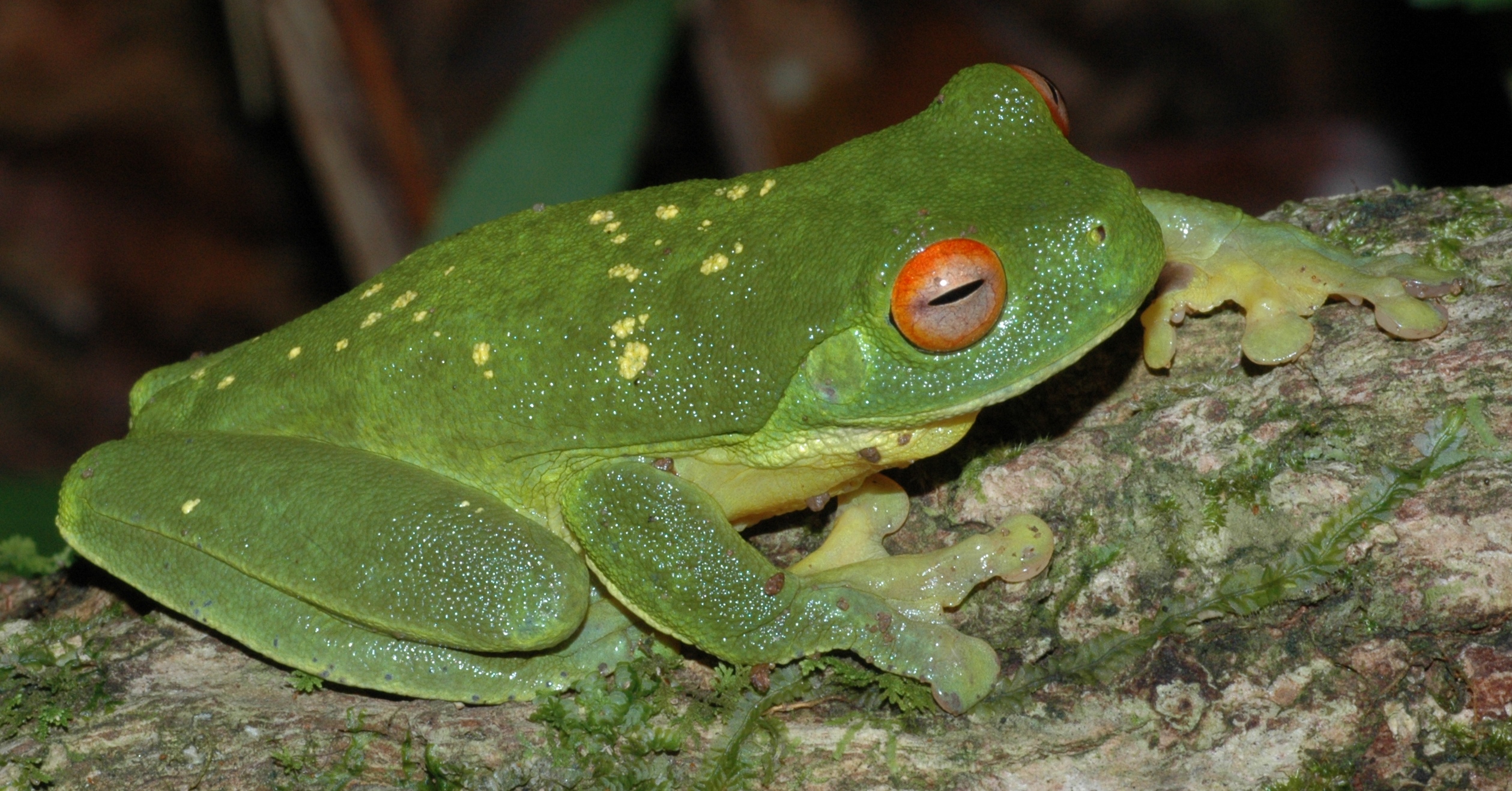 Litoria chloris yellowspots