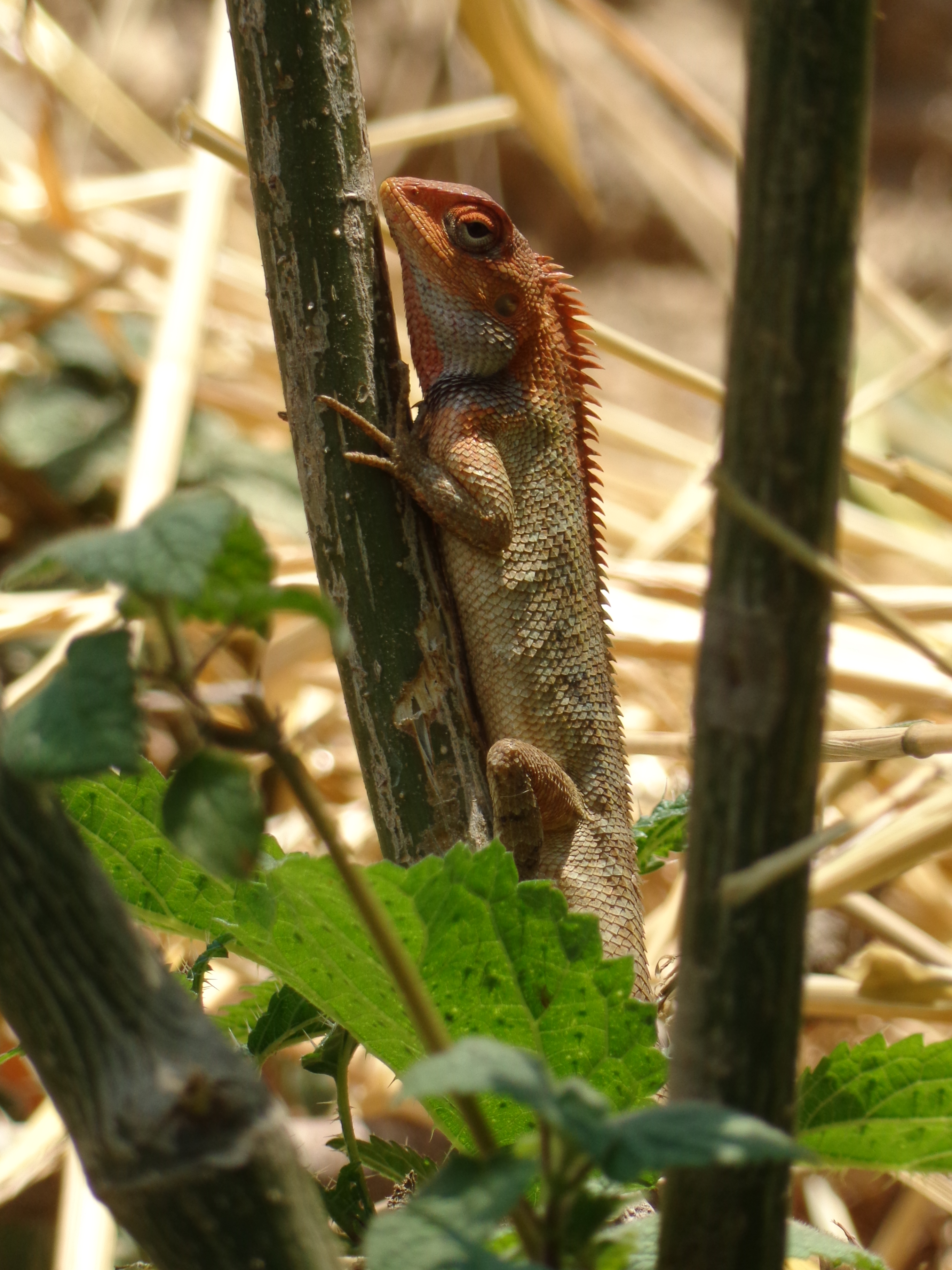 Lizard taking sun light at day
