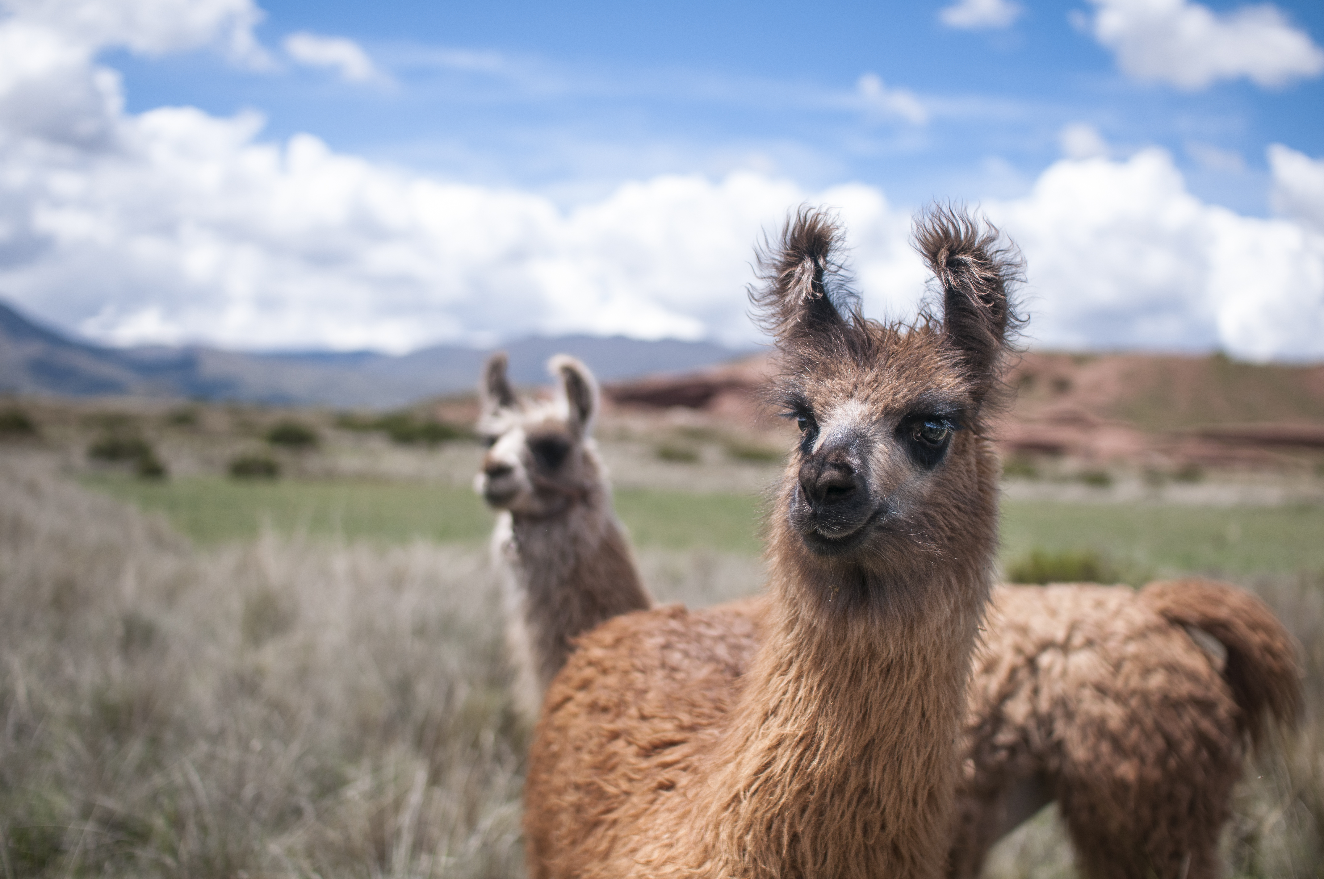 Llamas en Tiahuanaco, Bolivia
