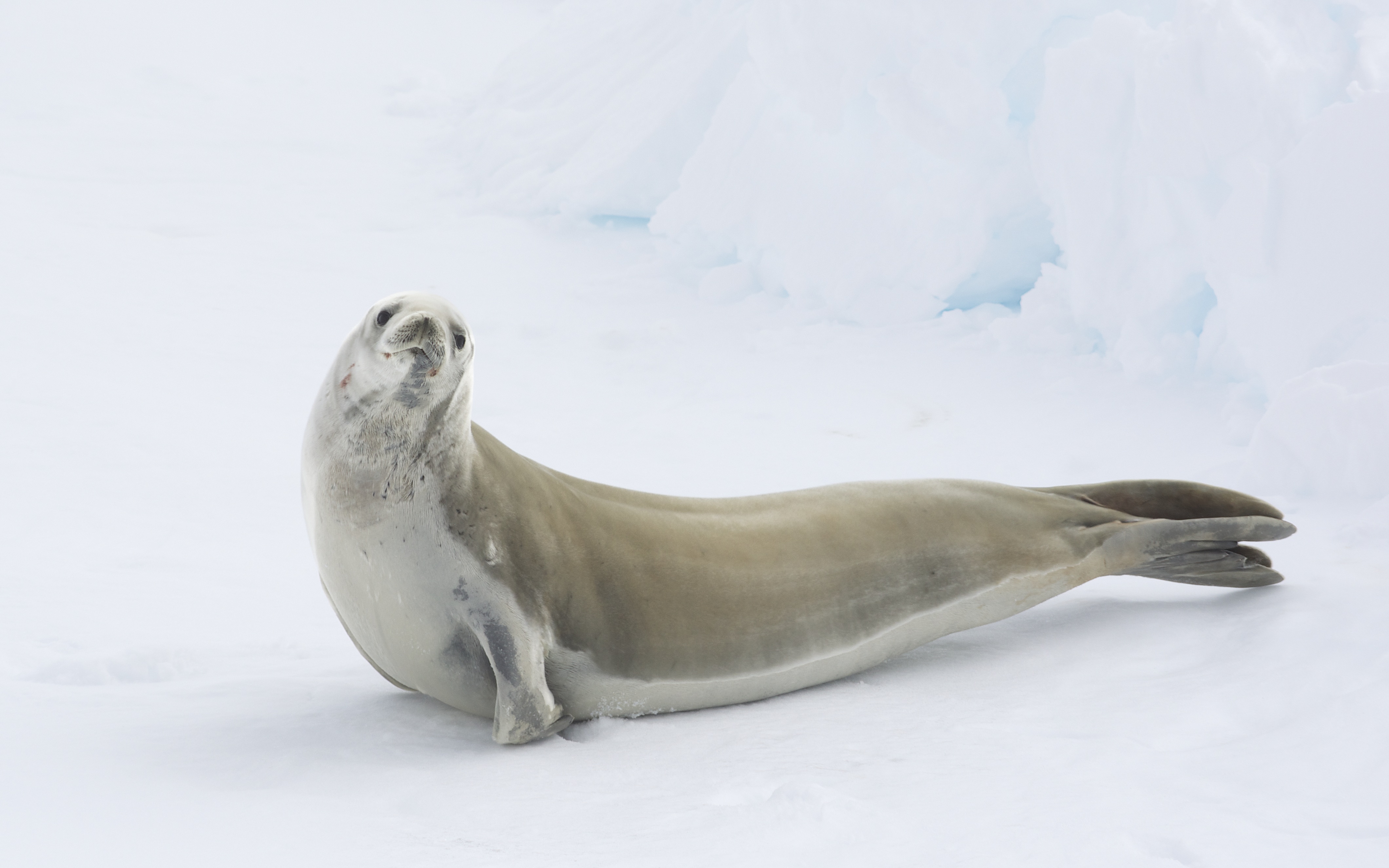 Lobodon carcinophagus on sea ice