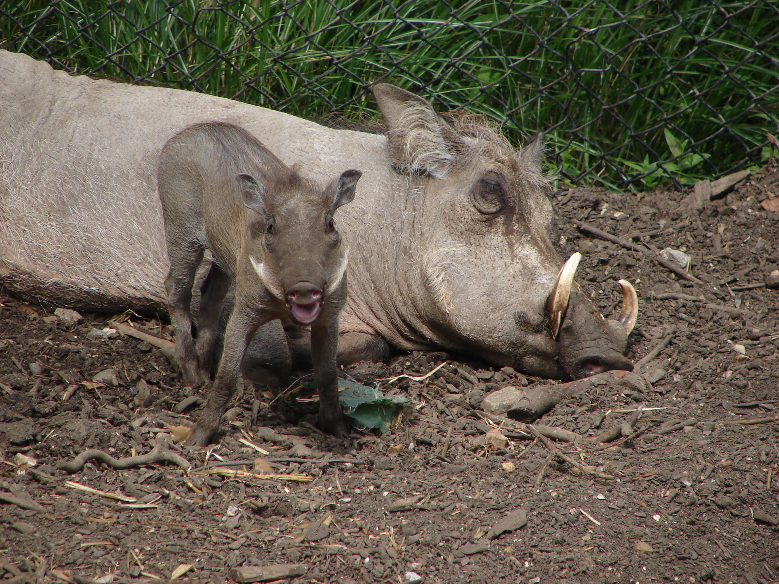 London Zoo 00874