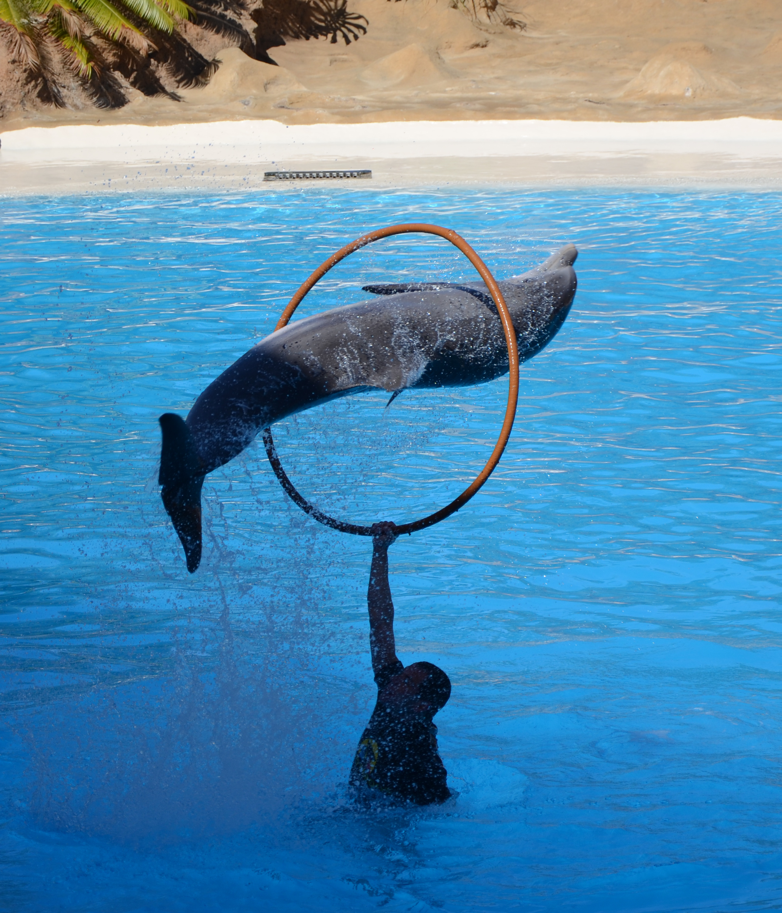 Loro-Parque-Delfin-Show-2011-02