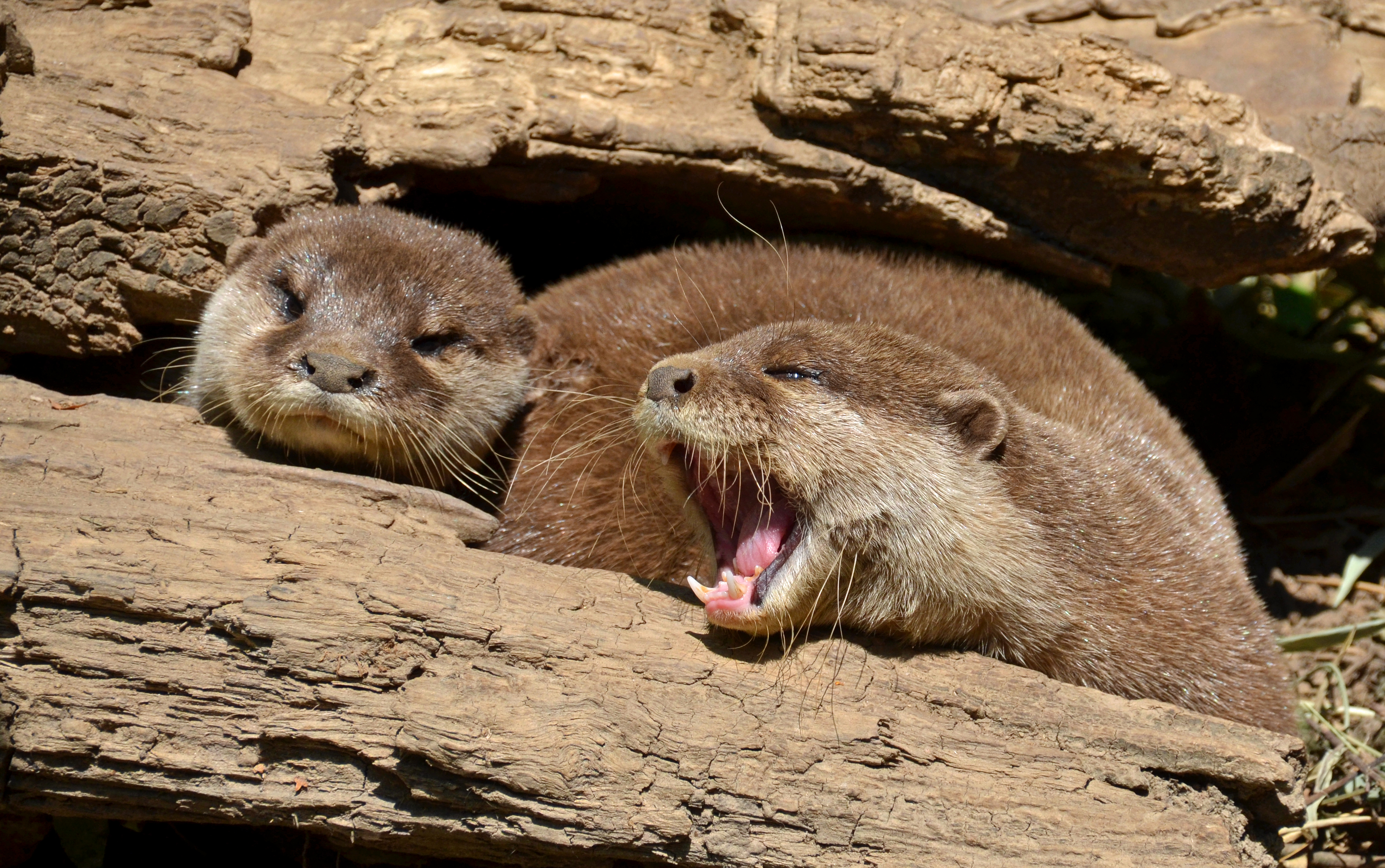 Loutre d'Asie