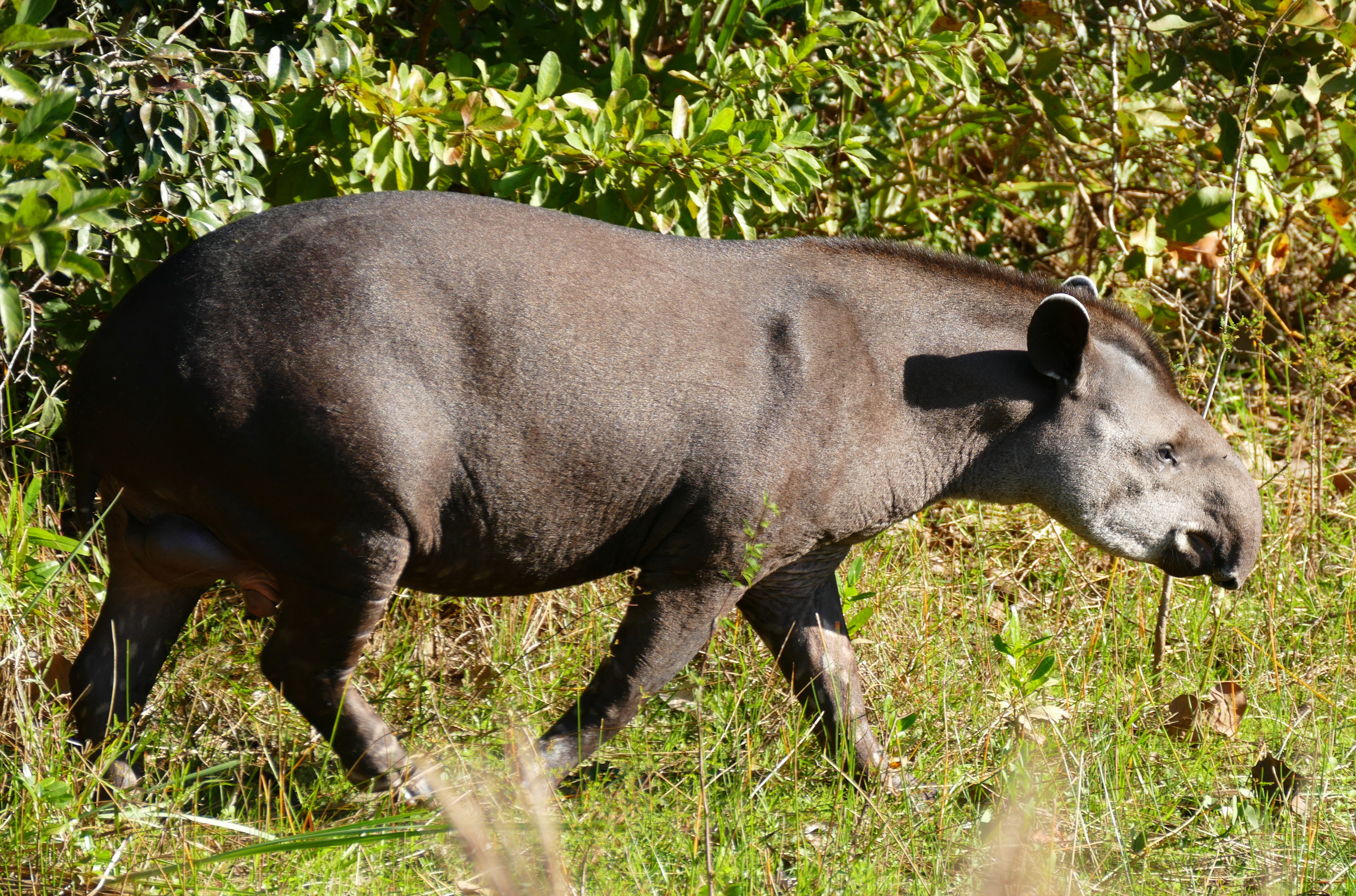Lowland Tapir (Tapirus terrestris) male (27546923604)