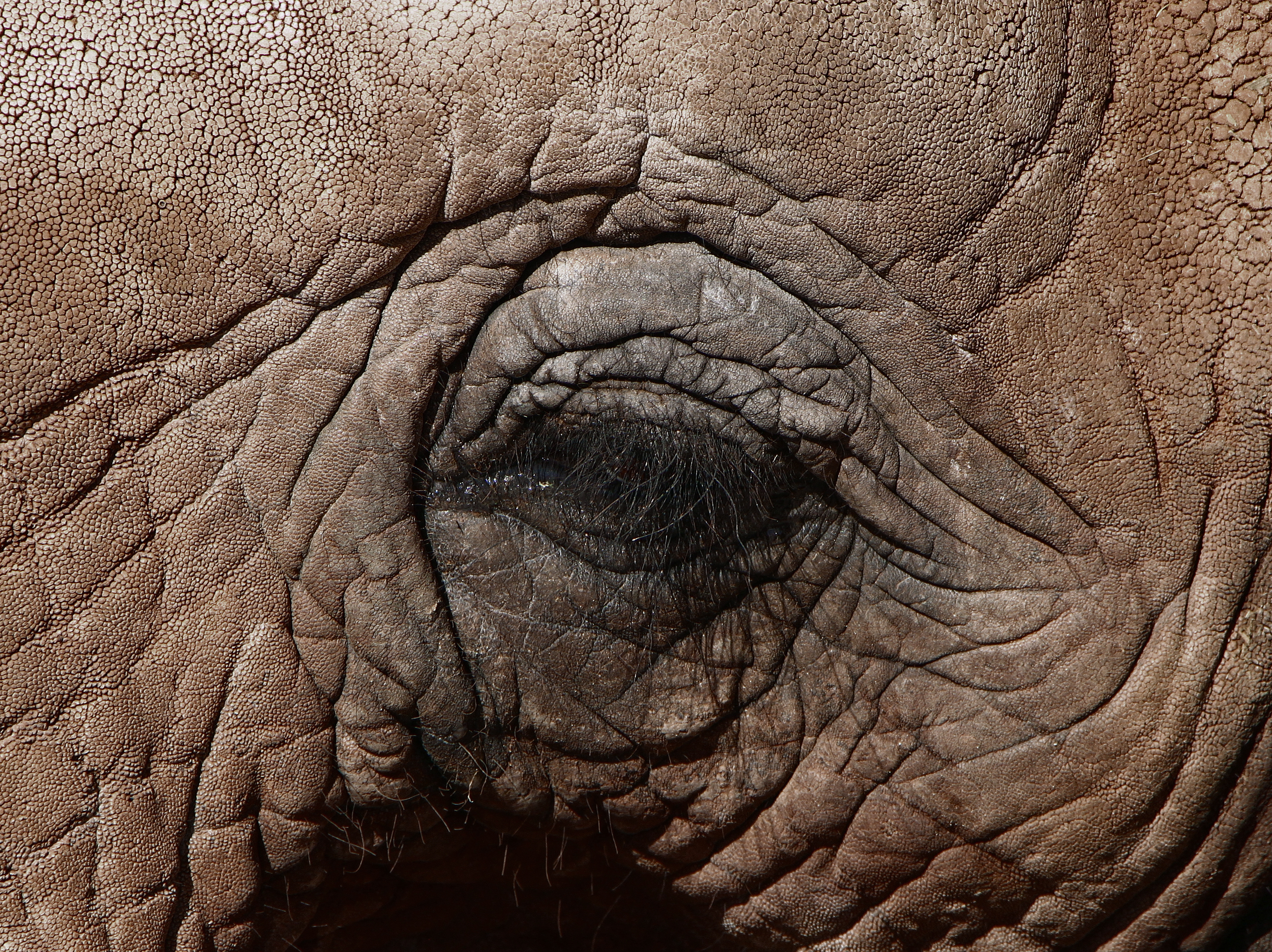 Loxodonta africana - Oasis Park - Fuerteventura