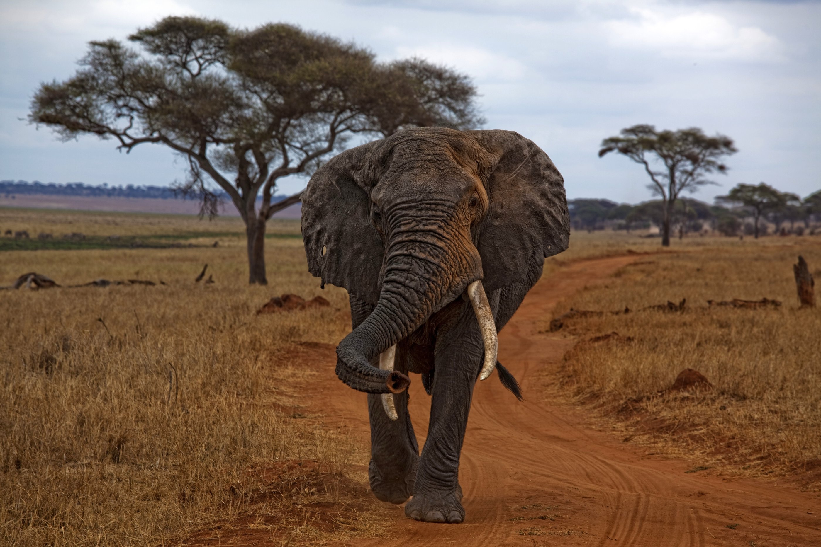 Loxodonta africana -Manyara Region, Tanzania-8