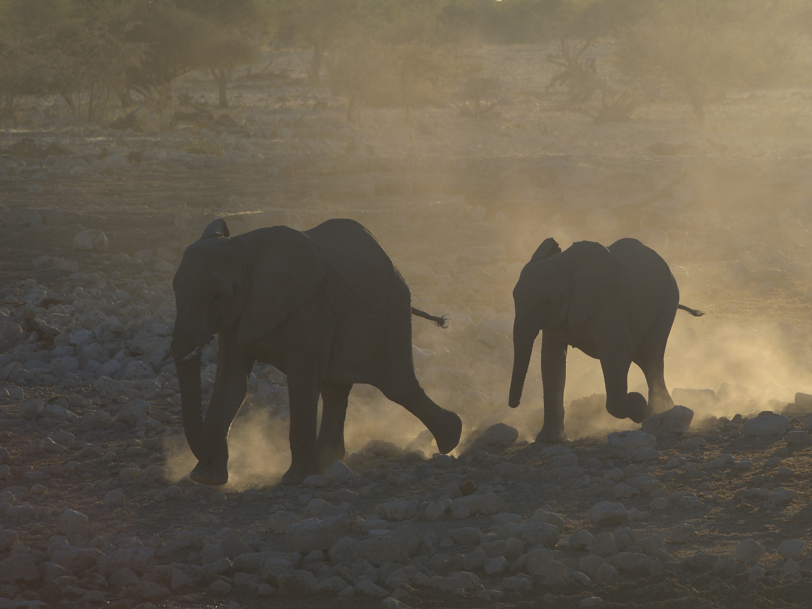 Loxodonta africana (Rush for the water)