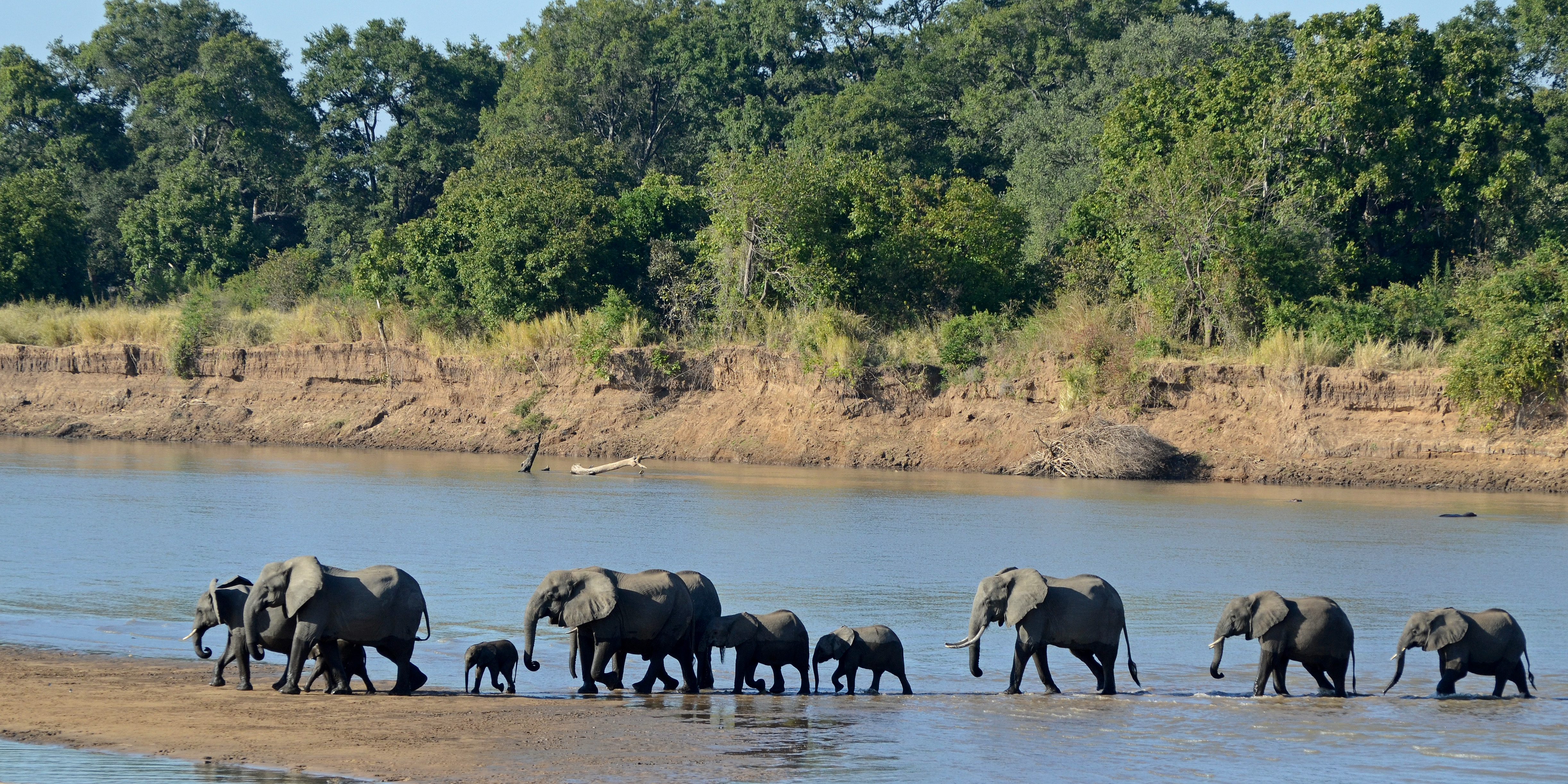 Loxodonta africana South Luangwa National Park (2)
