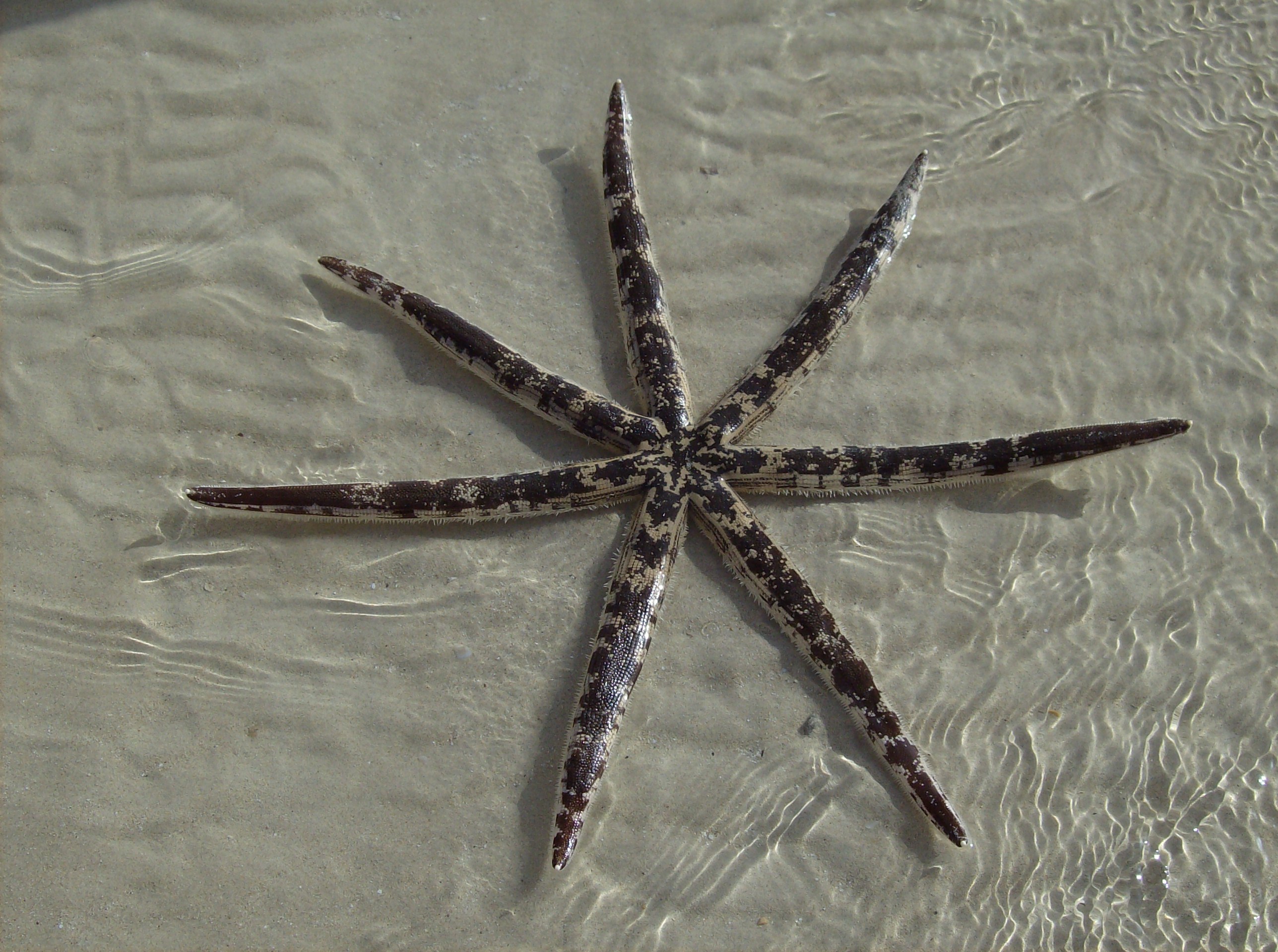 Luidia ciliaris, Ras Sedr,Egypt