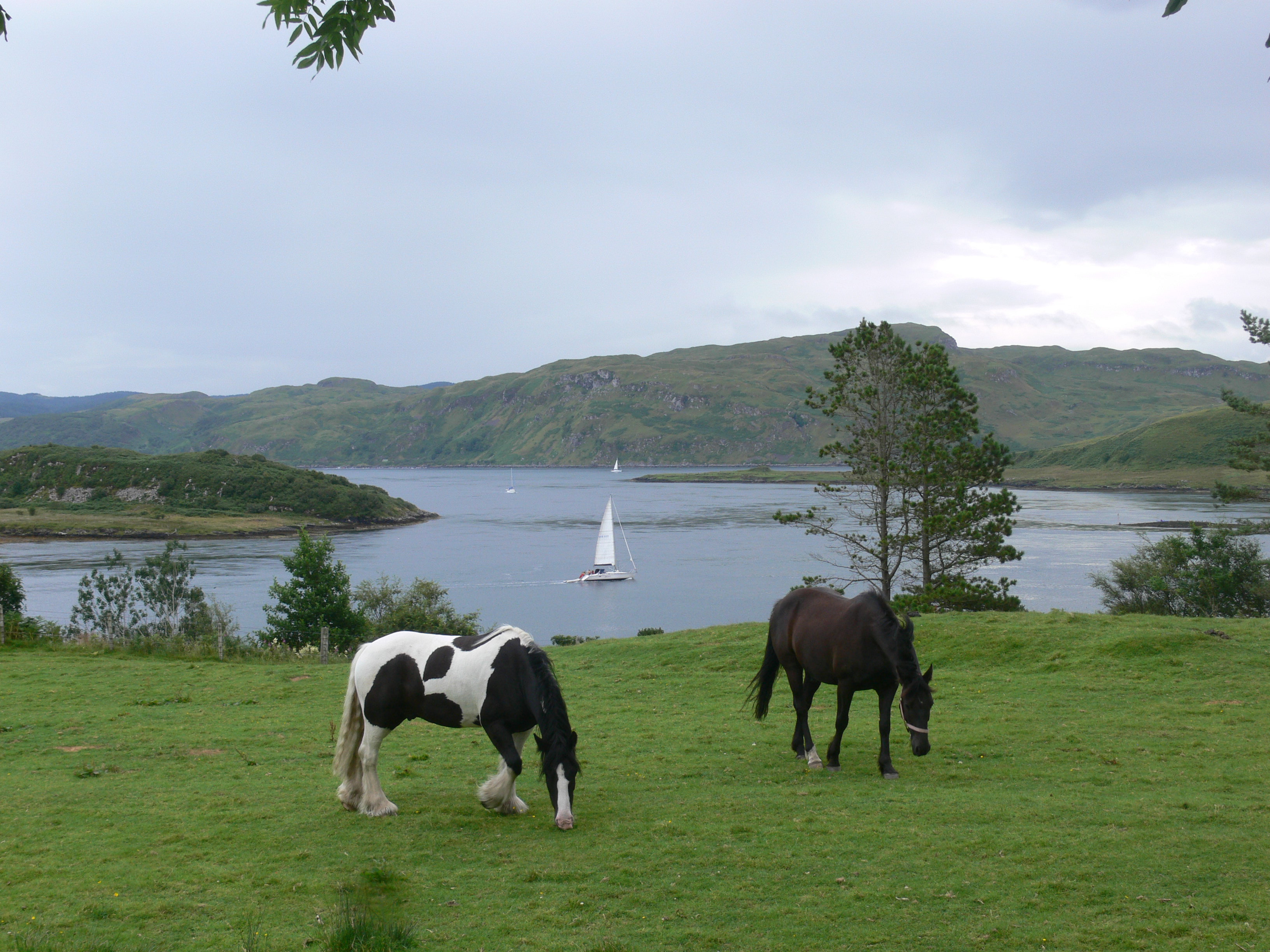 Luing - horses